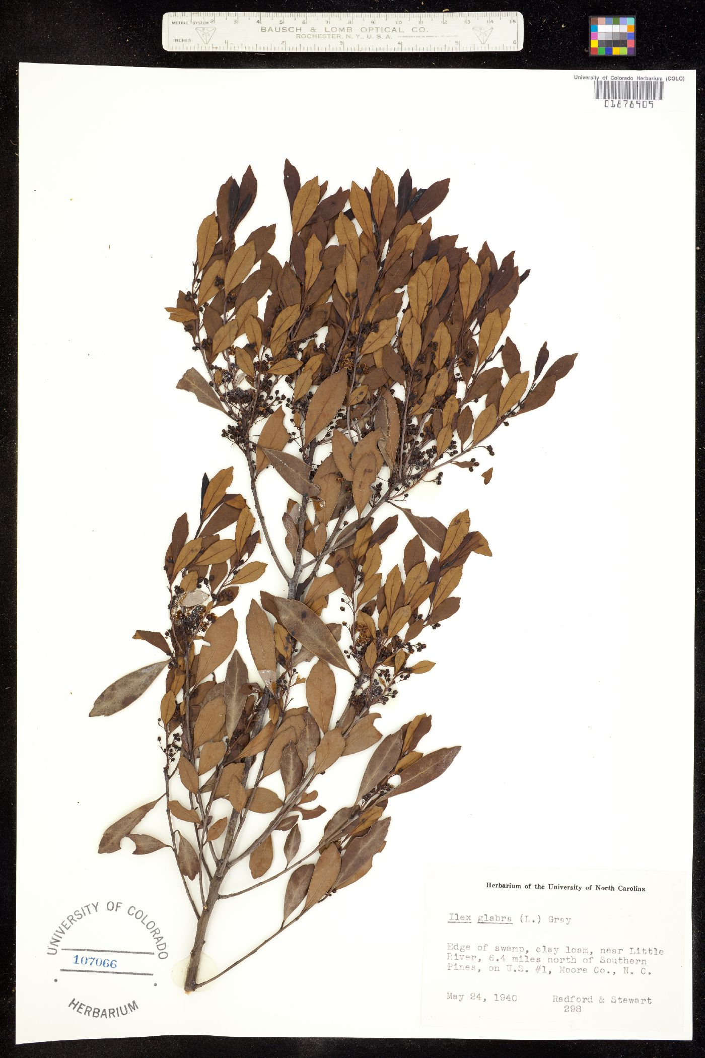 Ilex glabra image