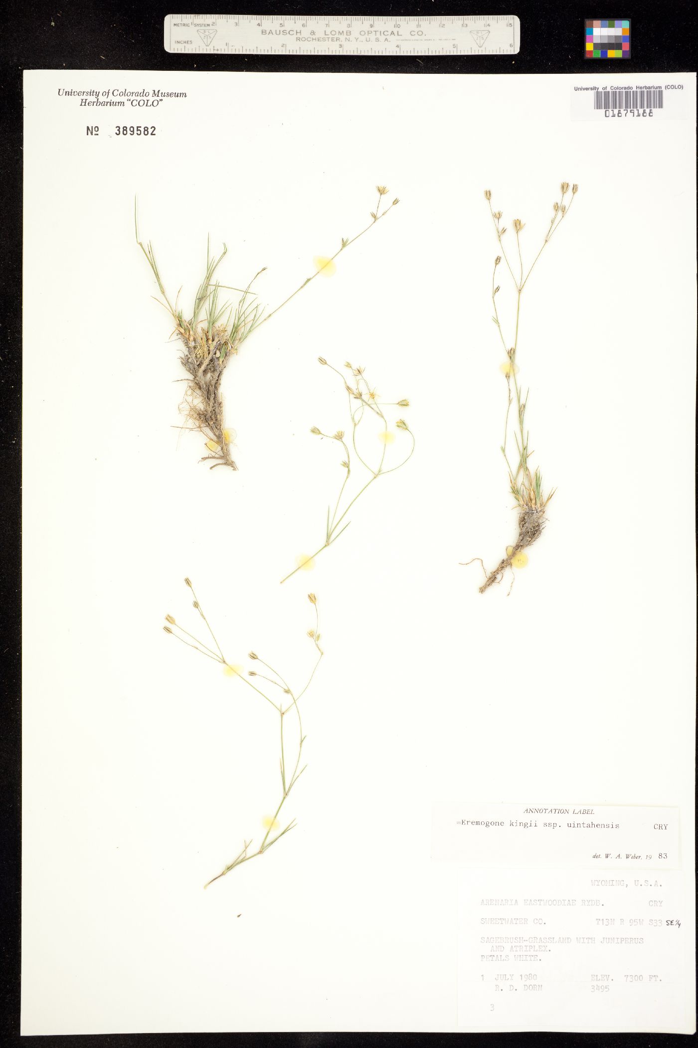 Eremogone kingii image