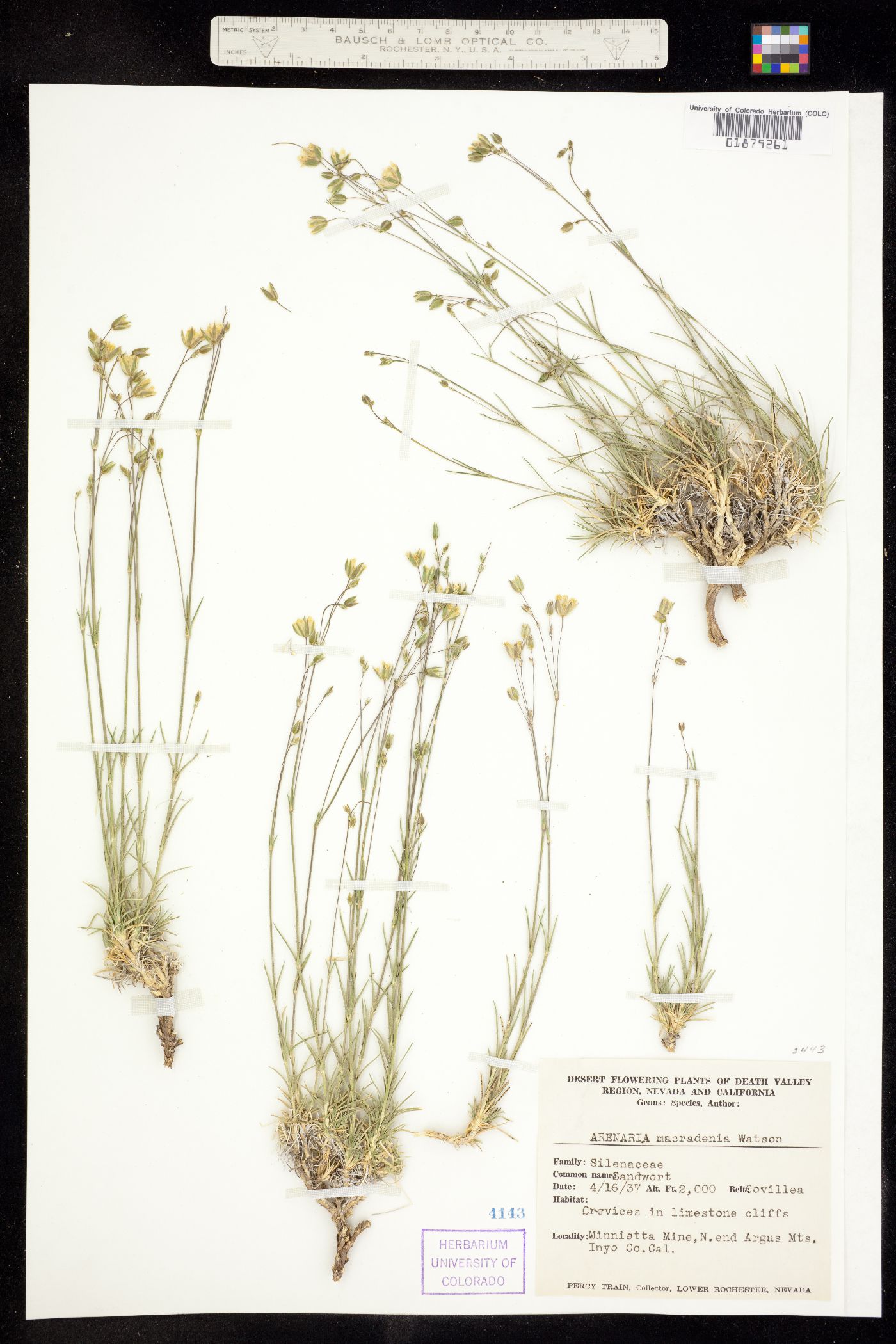 Eremogone macradenia image