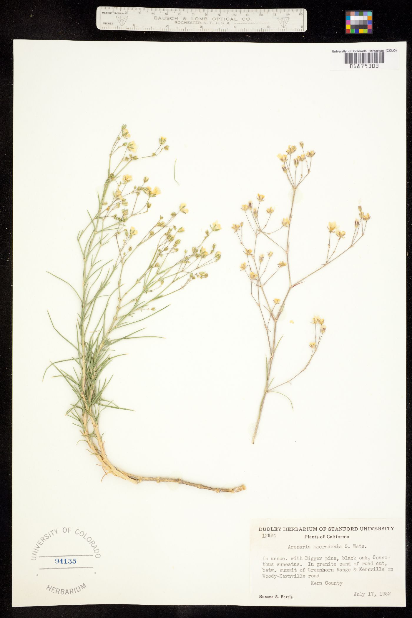Eremogone macradenia image