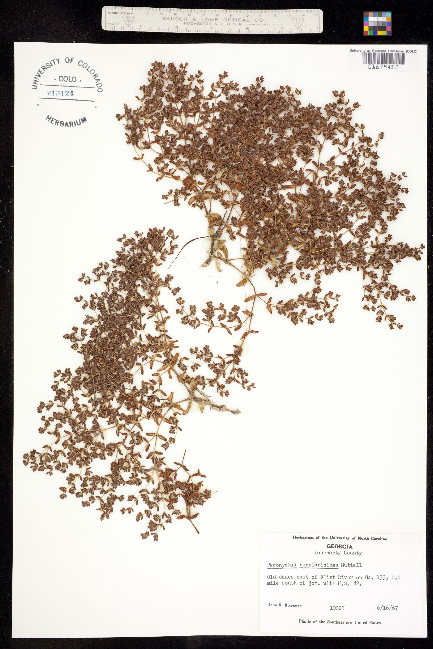Paronychia image