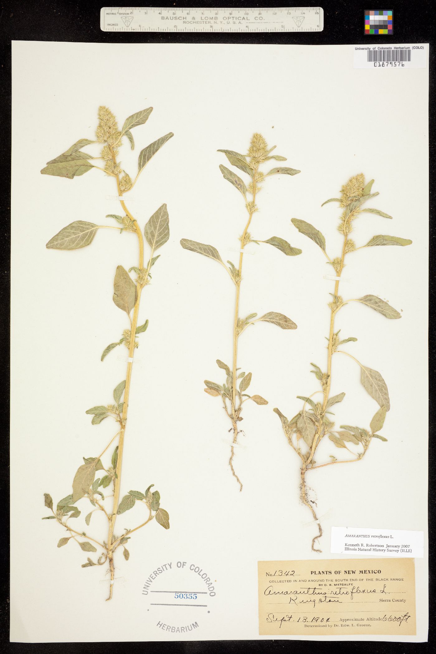 Amaranthus retroflexus image
