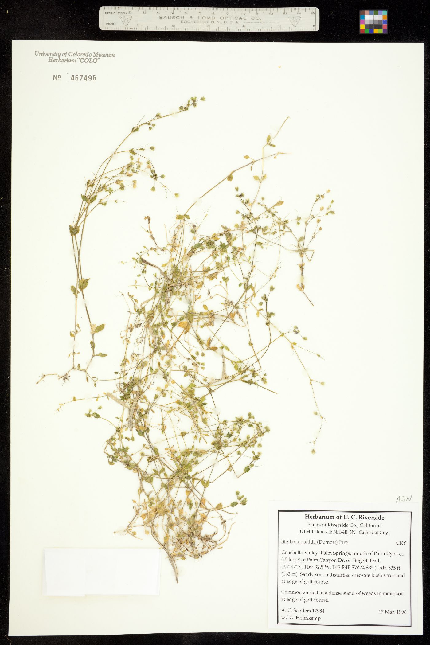 Stellaria pallida image