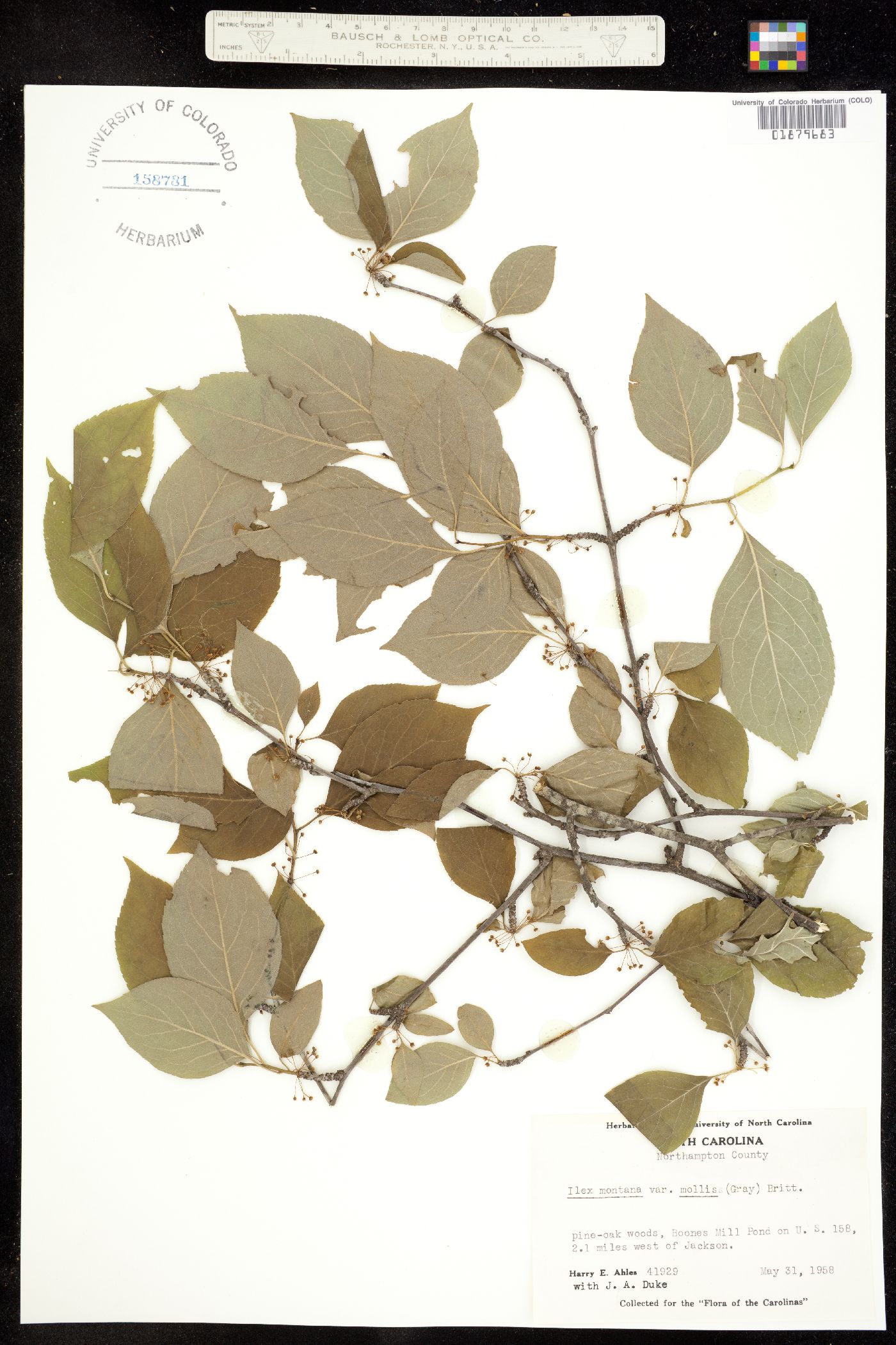 Ilex montana image