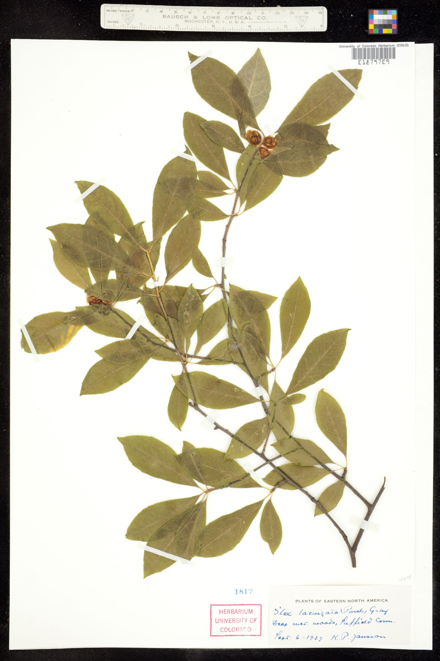 Ilex laevigata image