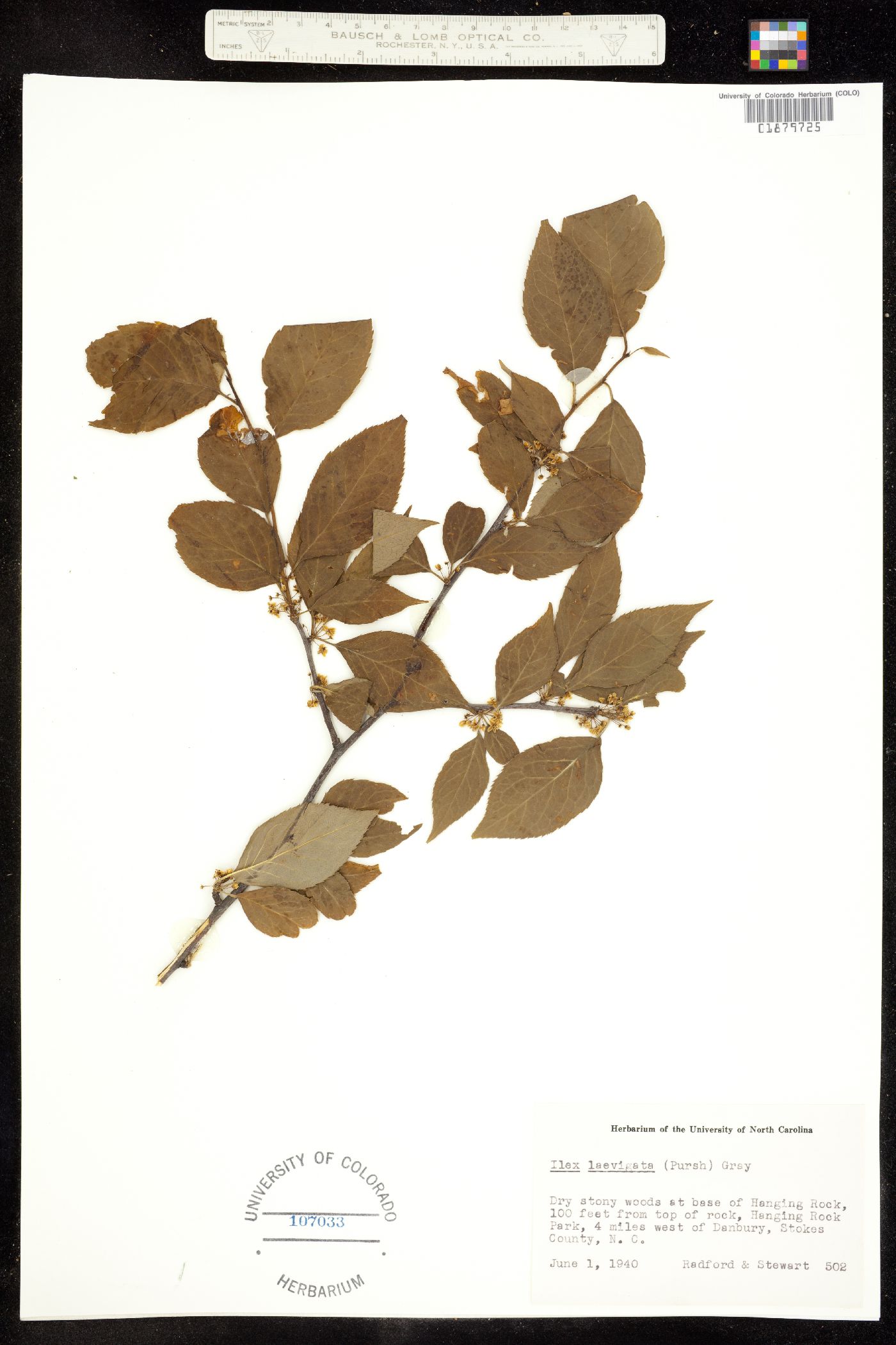 Ilex laevigata image