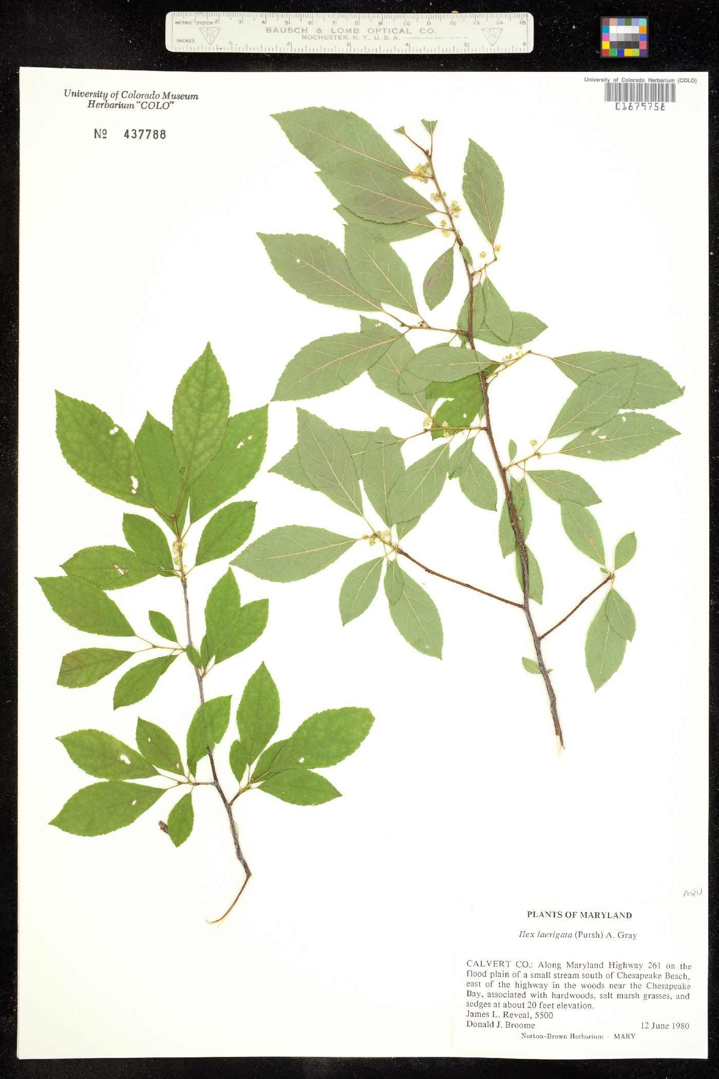 Ilex laevigata image
