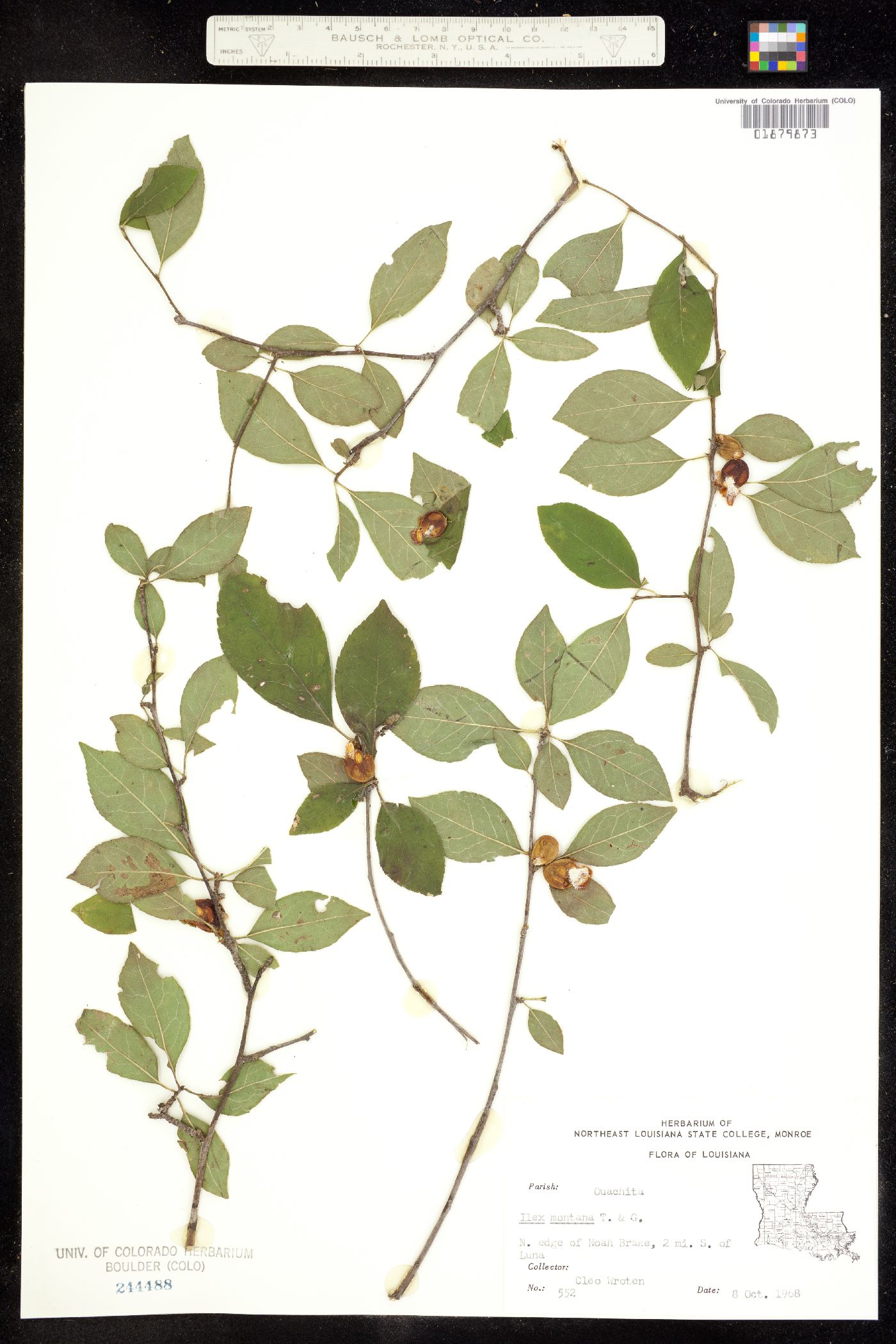 Ilex montana image