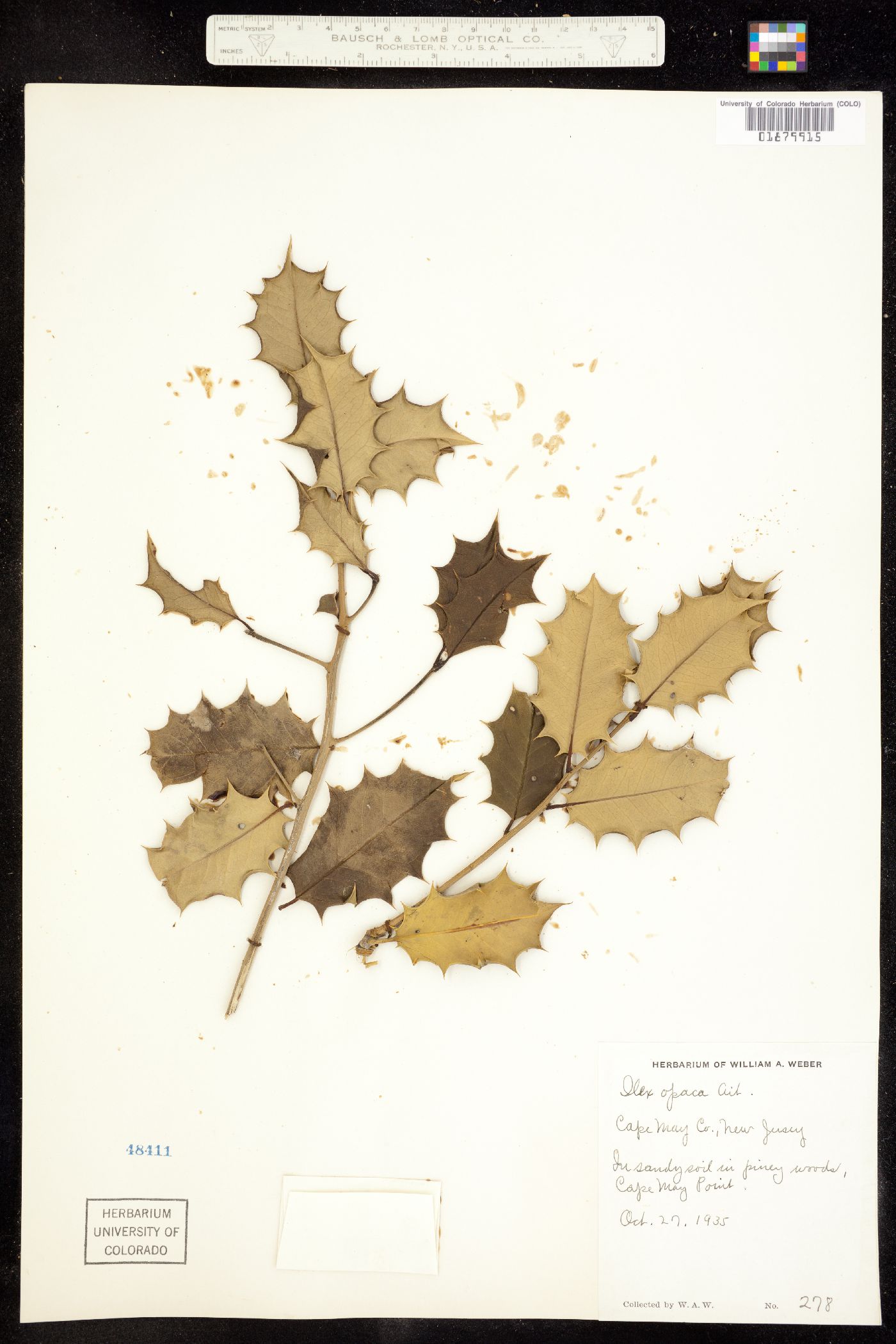 Ilex opaca image