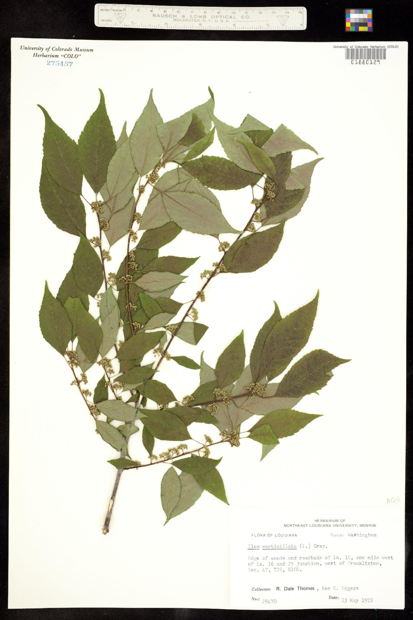 Ilex verticillata image