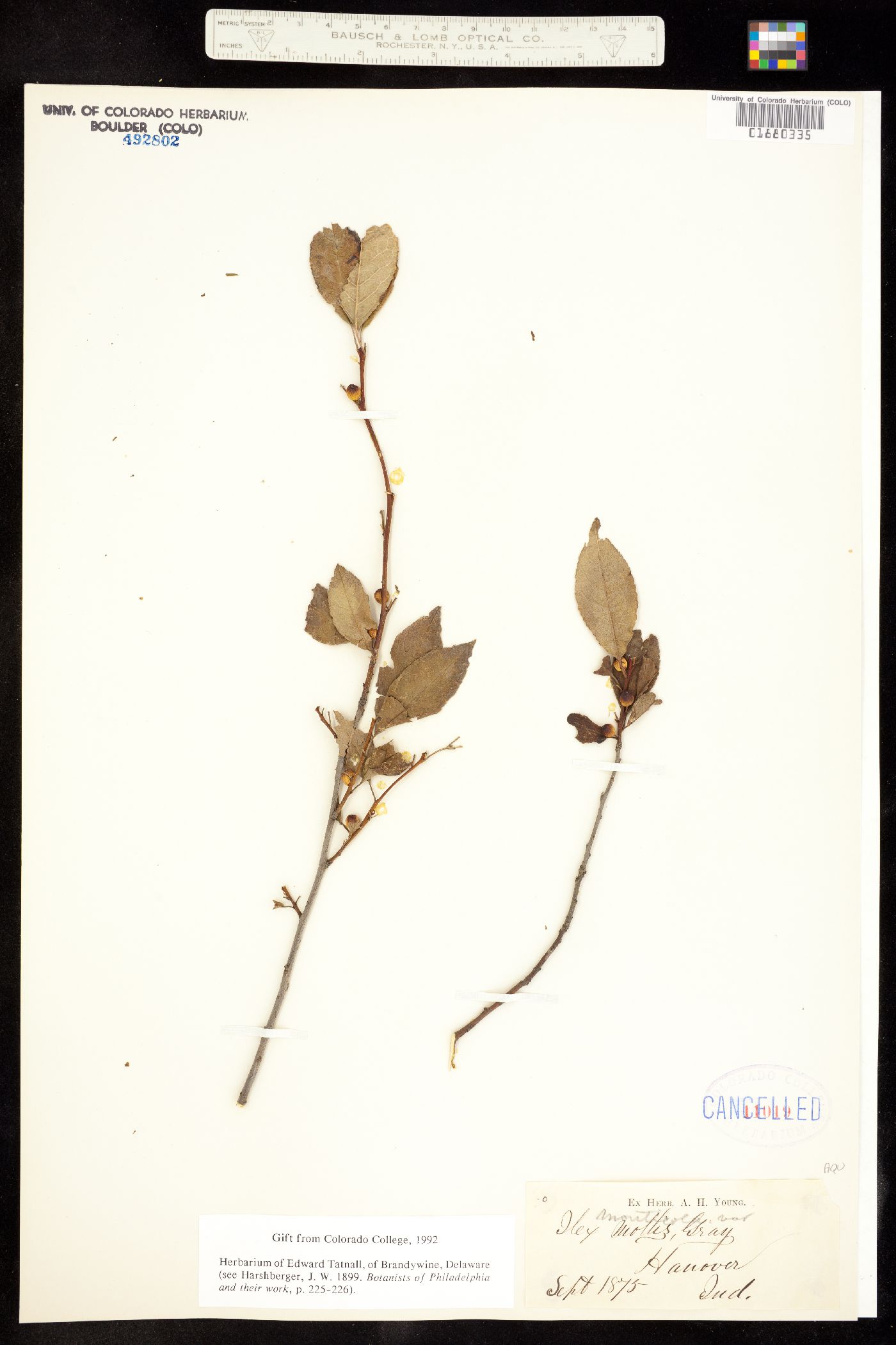 Ilex mollis image