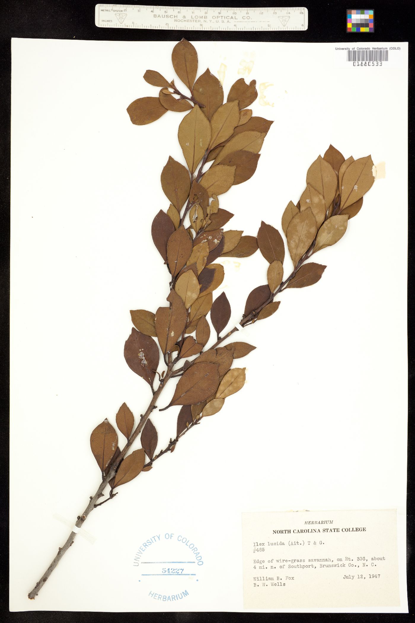 Ilex coriacea image