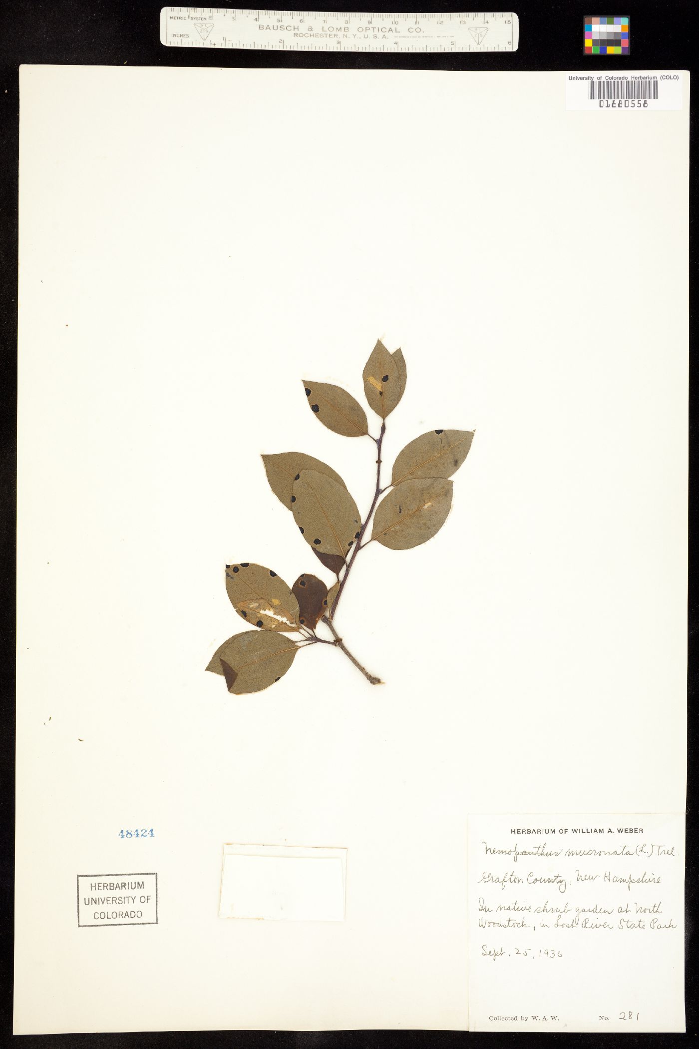 Aquifoliaceae image