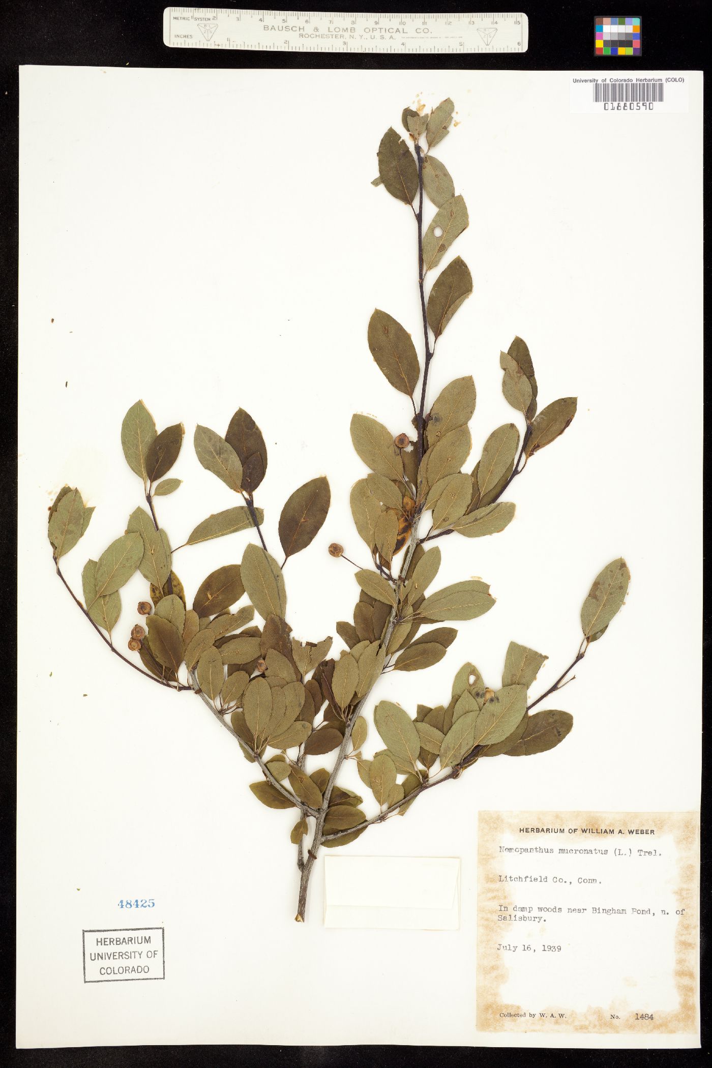 Aquifoliaceae image