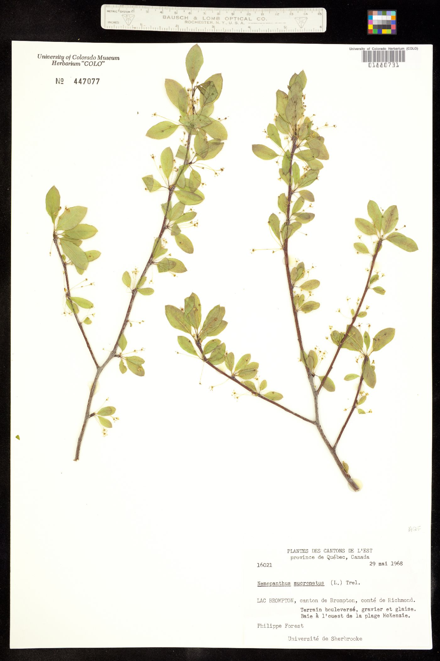 Nemopanthus mucronata image