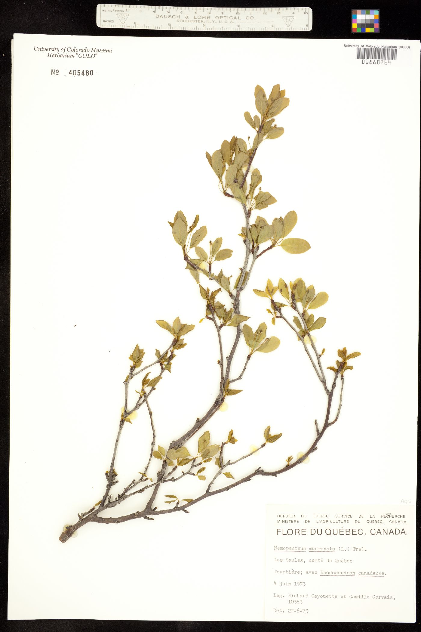 Aquifoliaceae image