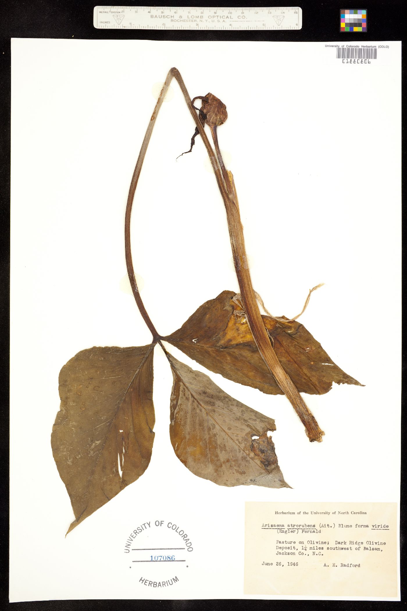 Arisaema triphyllum image