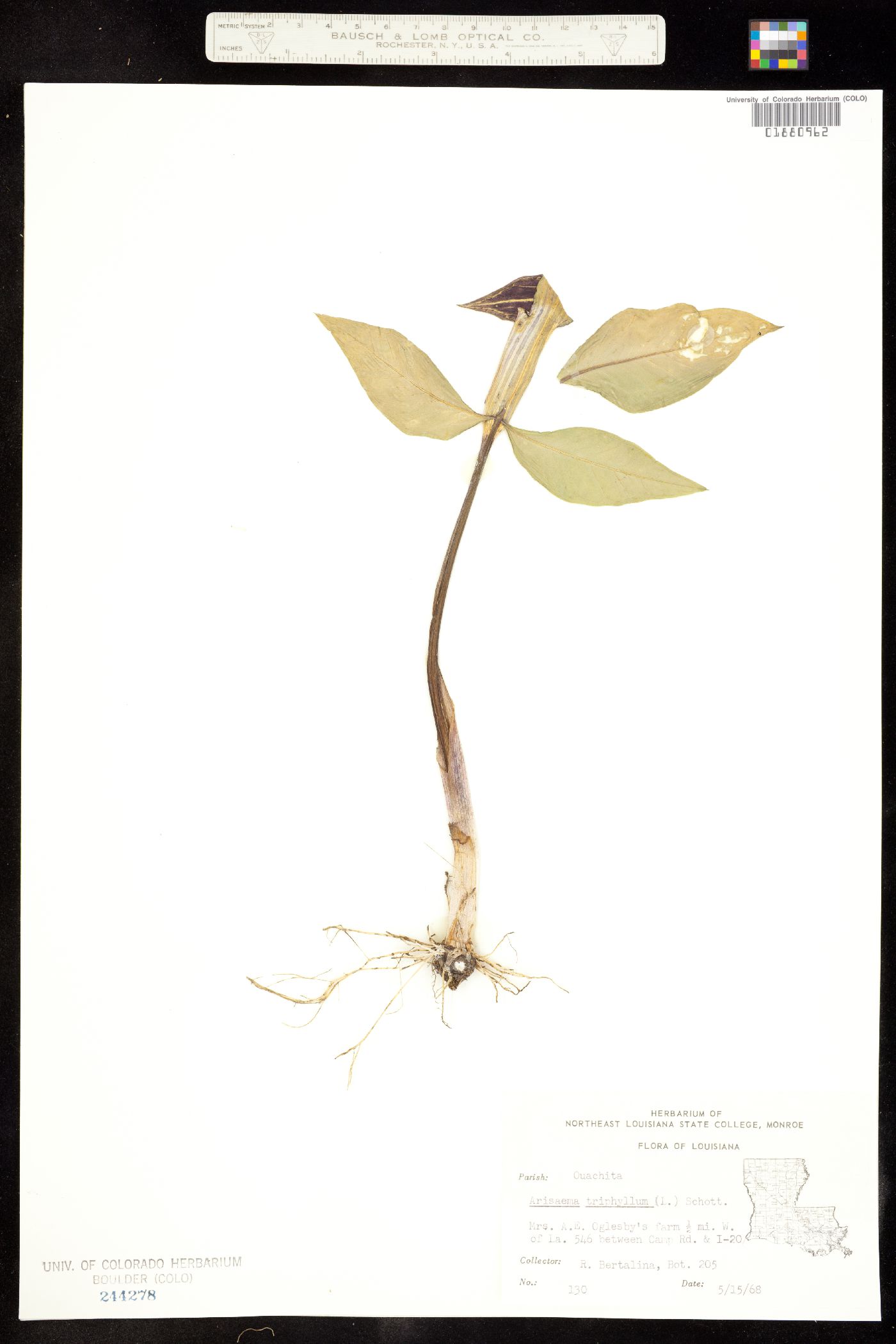 Arisaema image