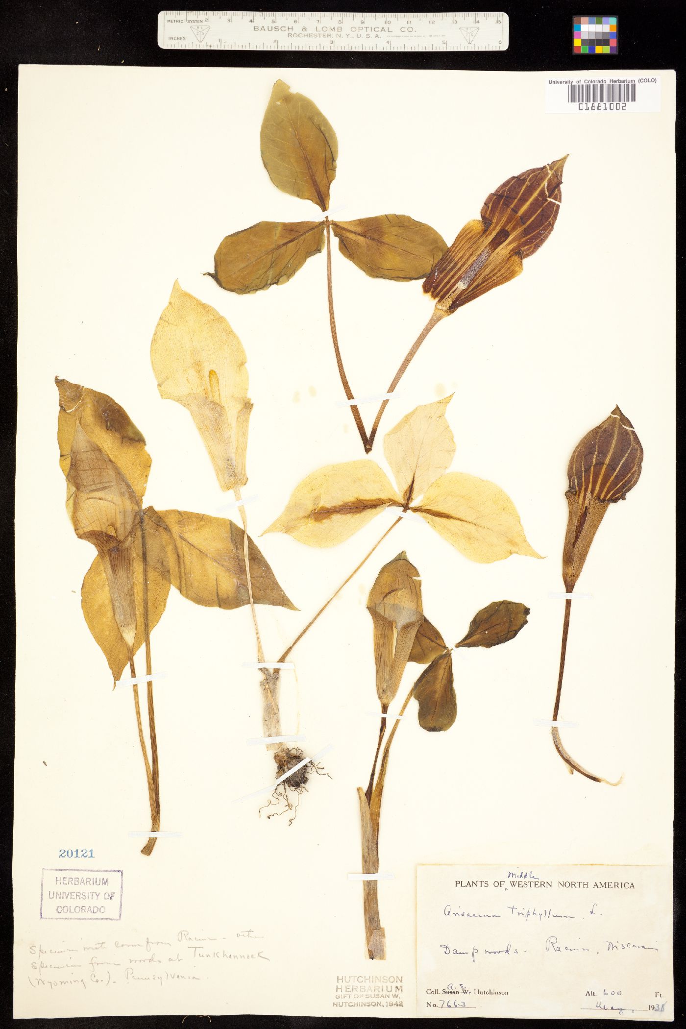 Arisaema triphyllum image