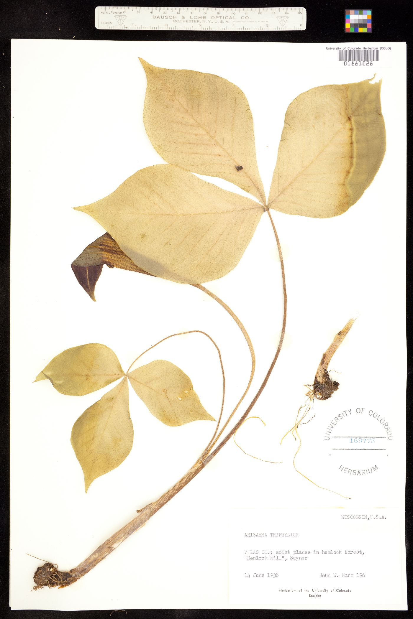 Arisaema triphyllum image