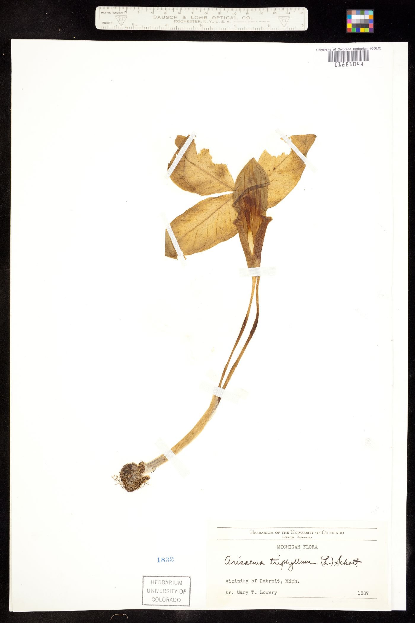 Arisaema triphyllum image