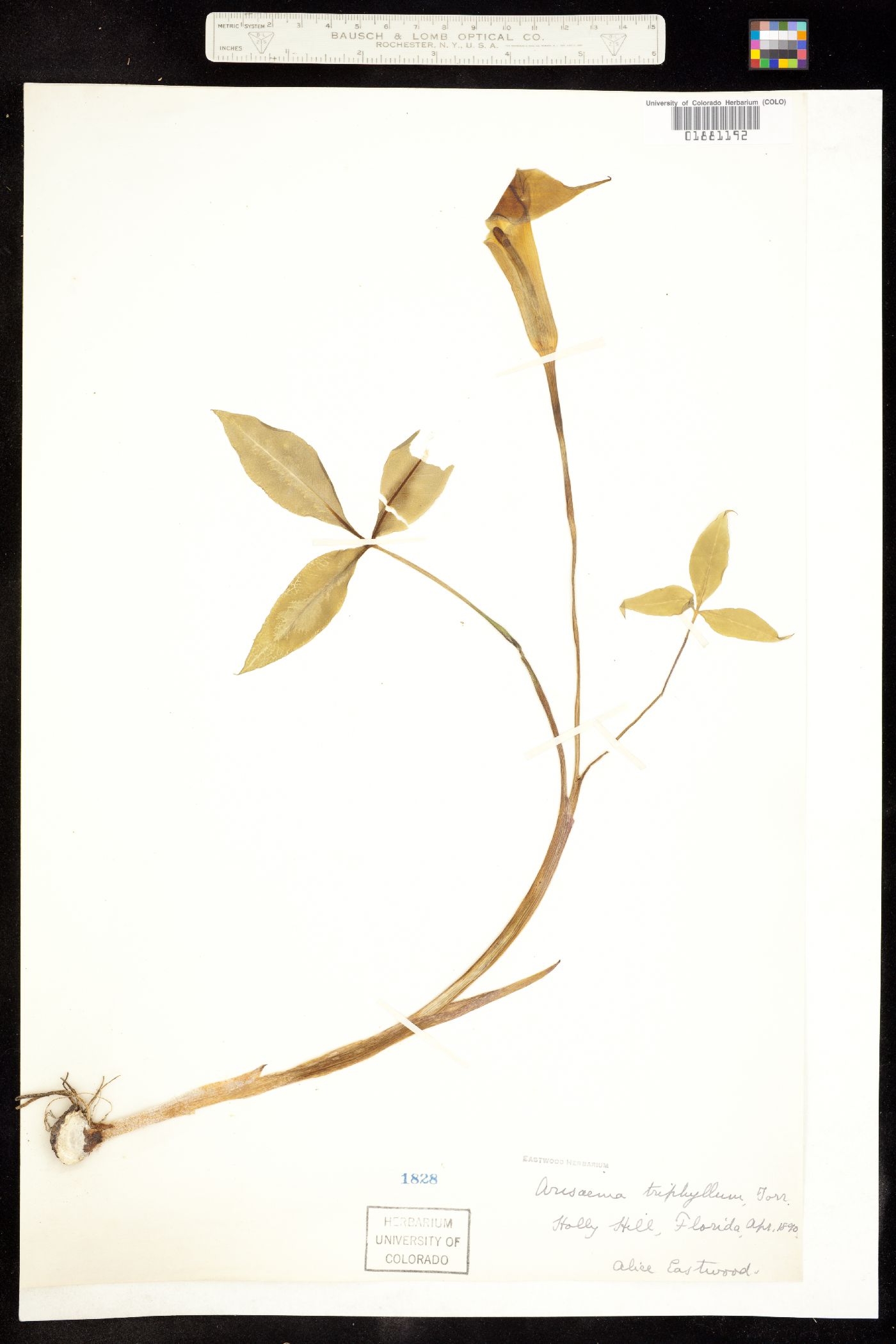 Arisaema triphyllum image