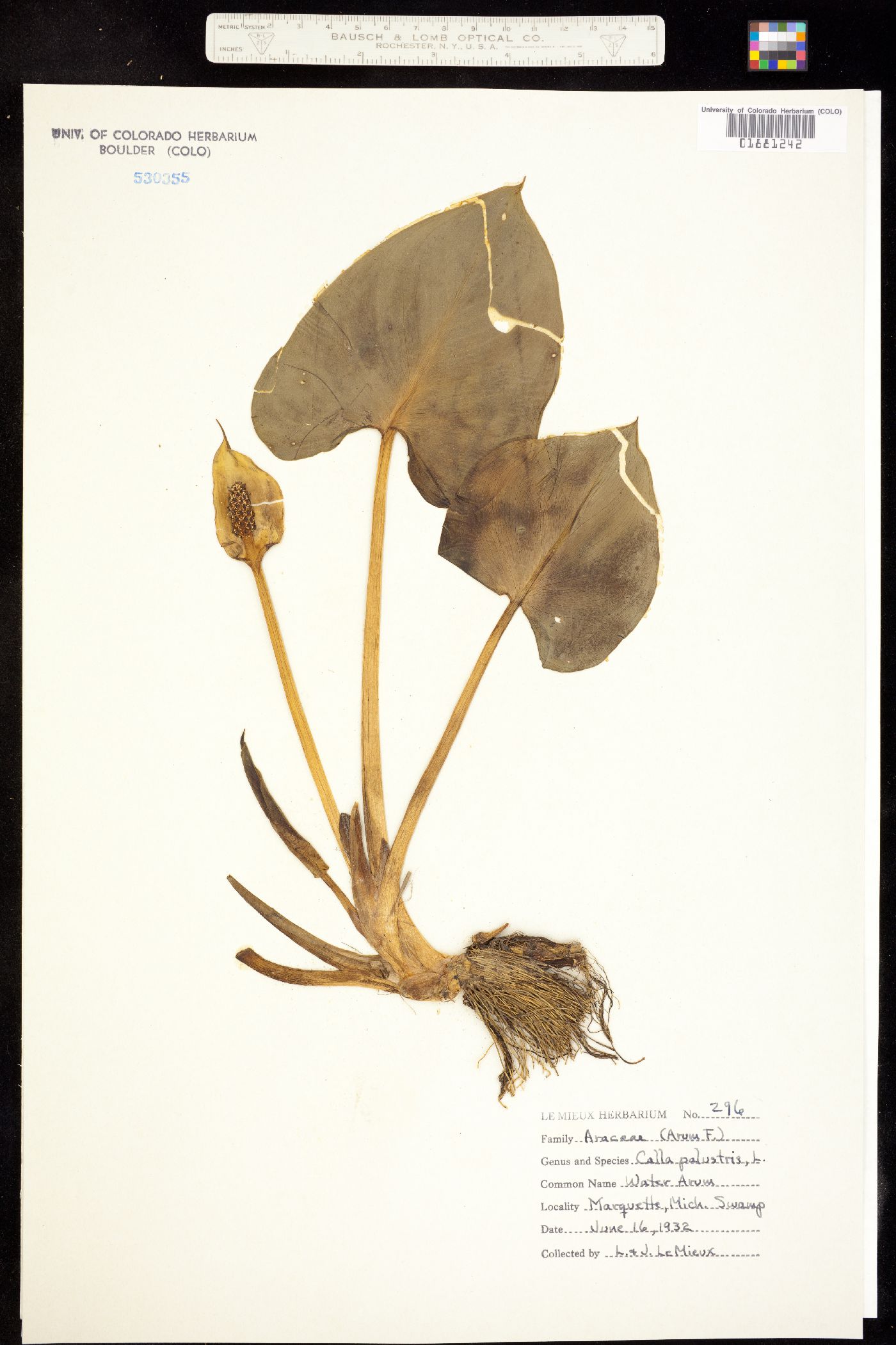 Calla palustris image