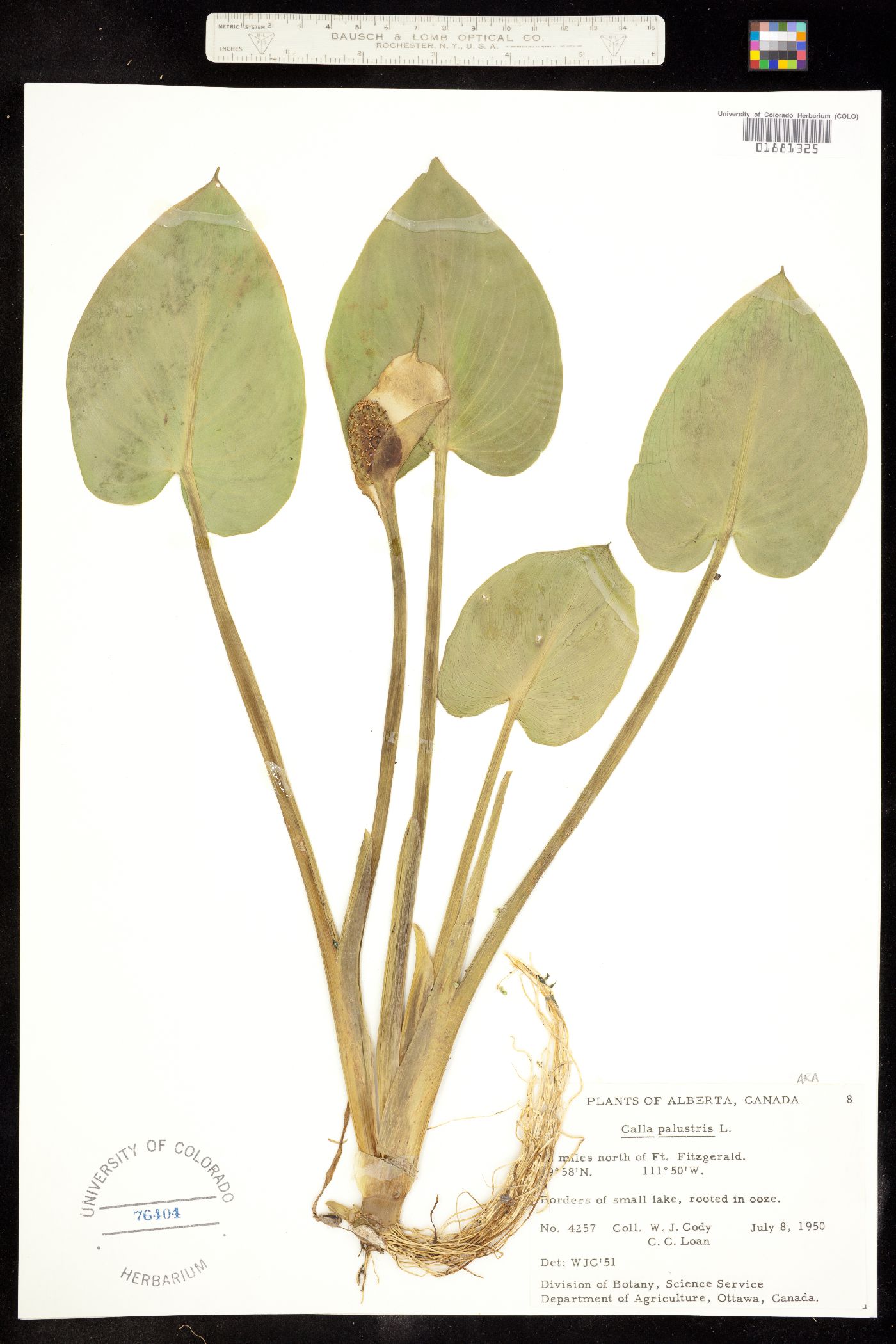 Calla palustris image