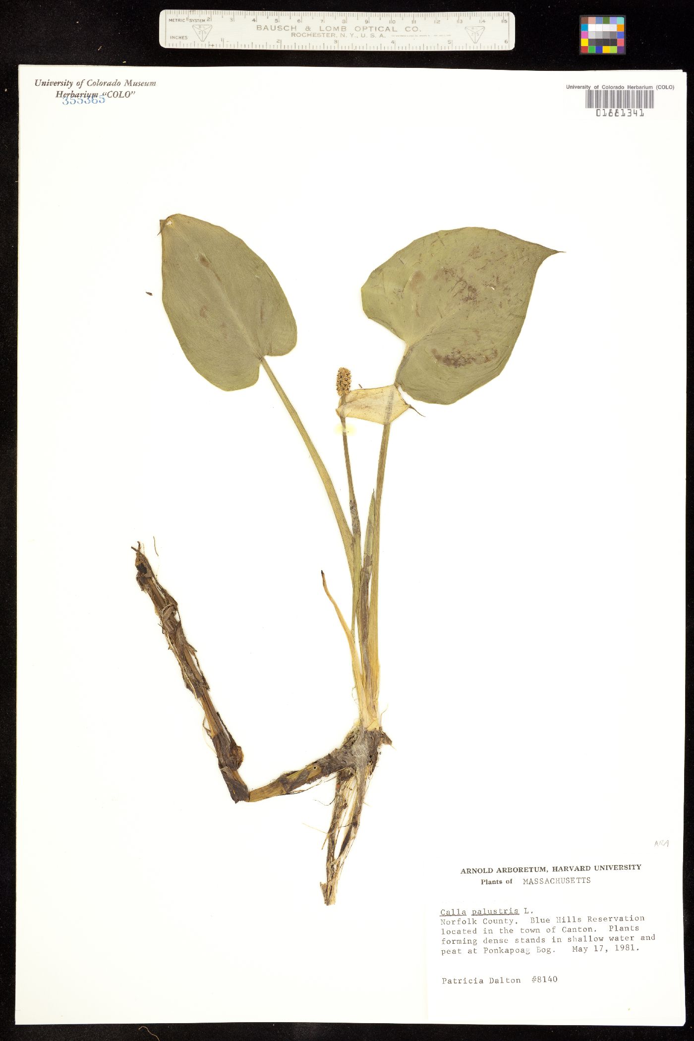 Calla palustris image