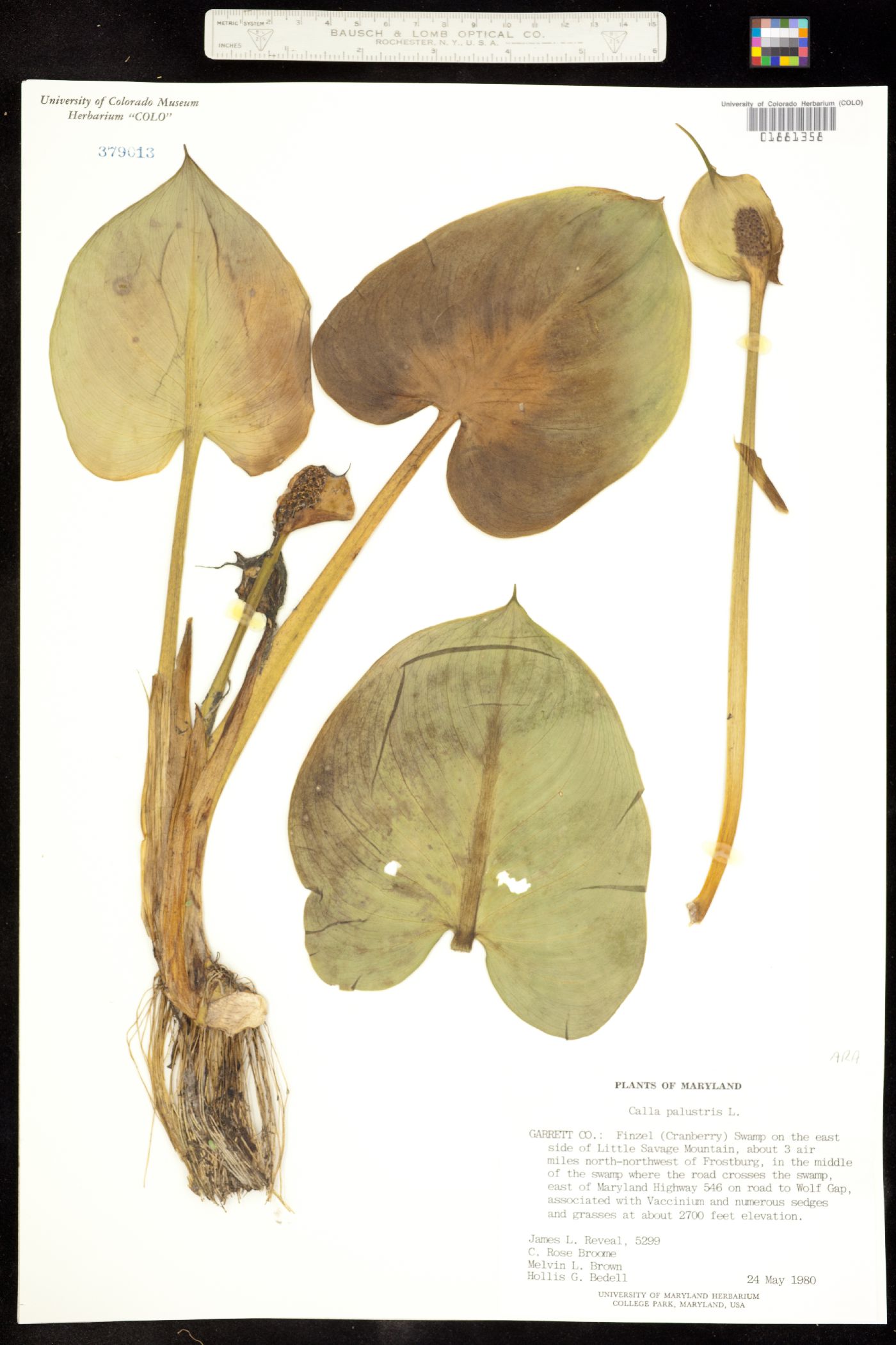 Calla image