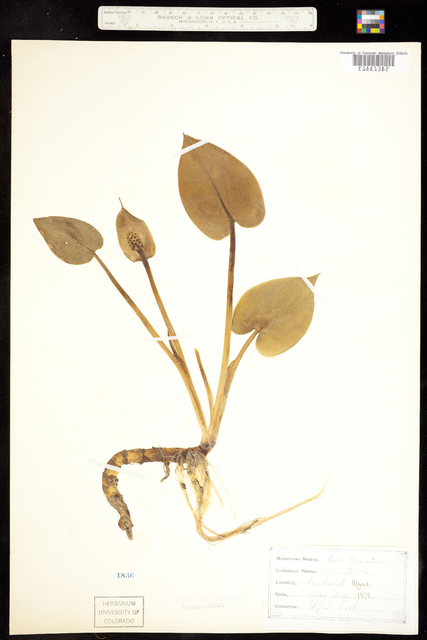 Calla palustris image