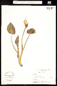 Image of Calla palustris