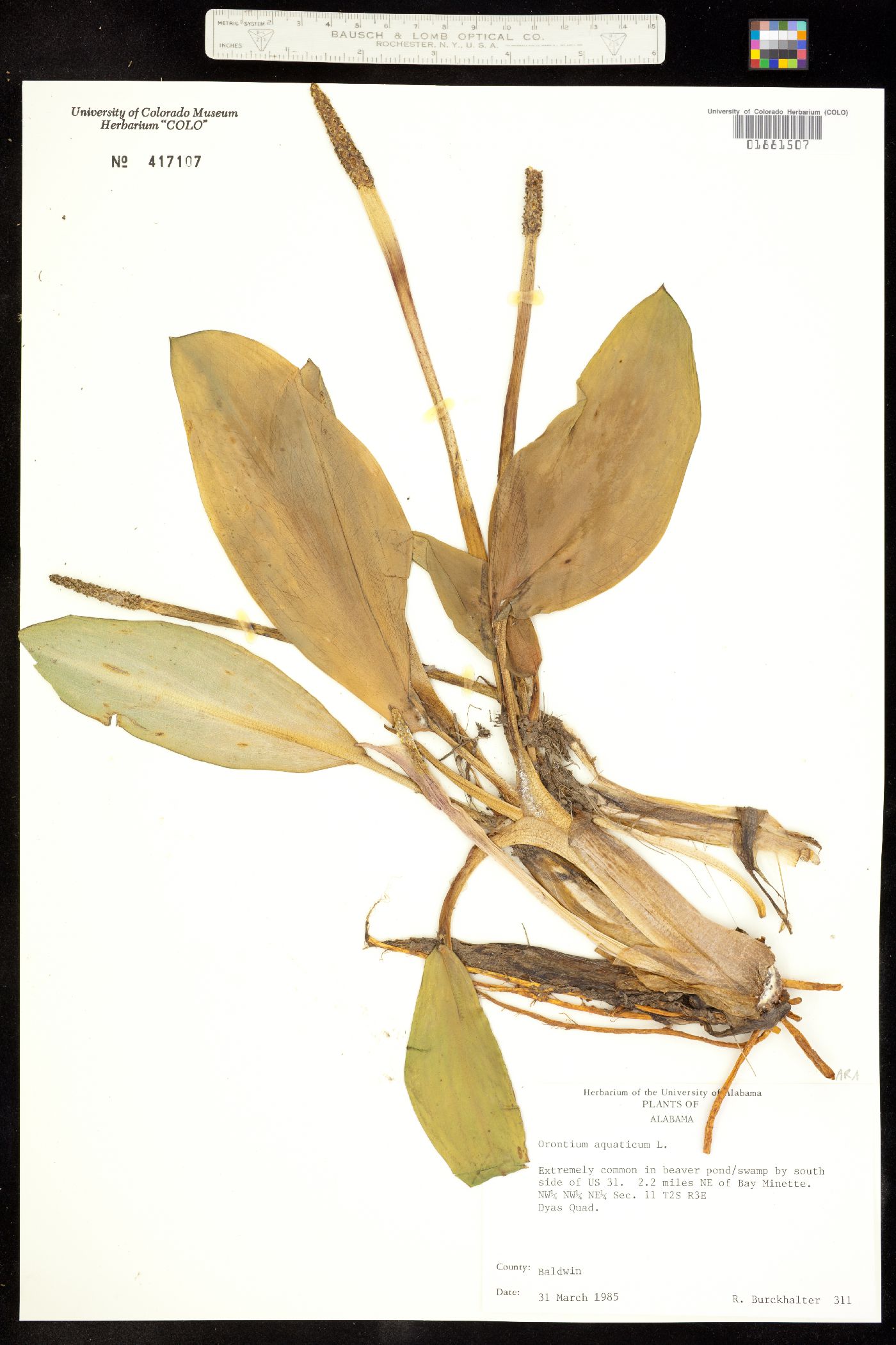 Orontium aquaticum image