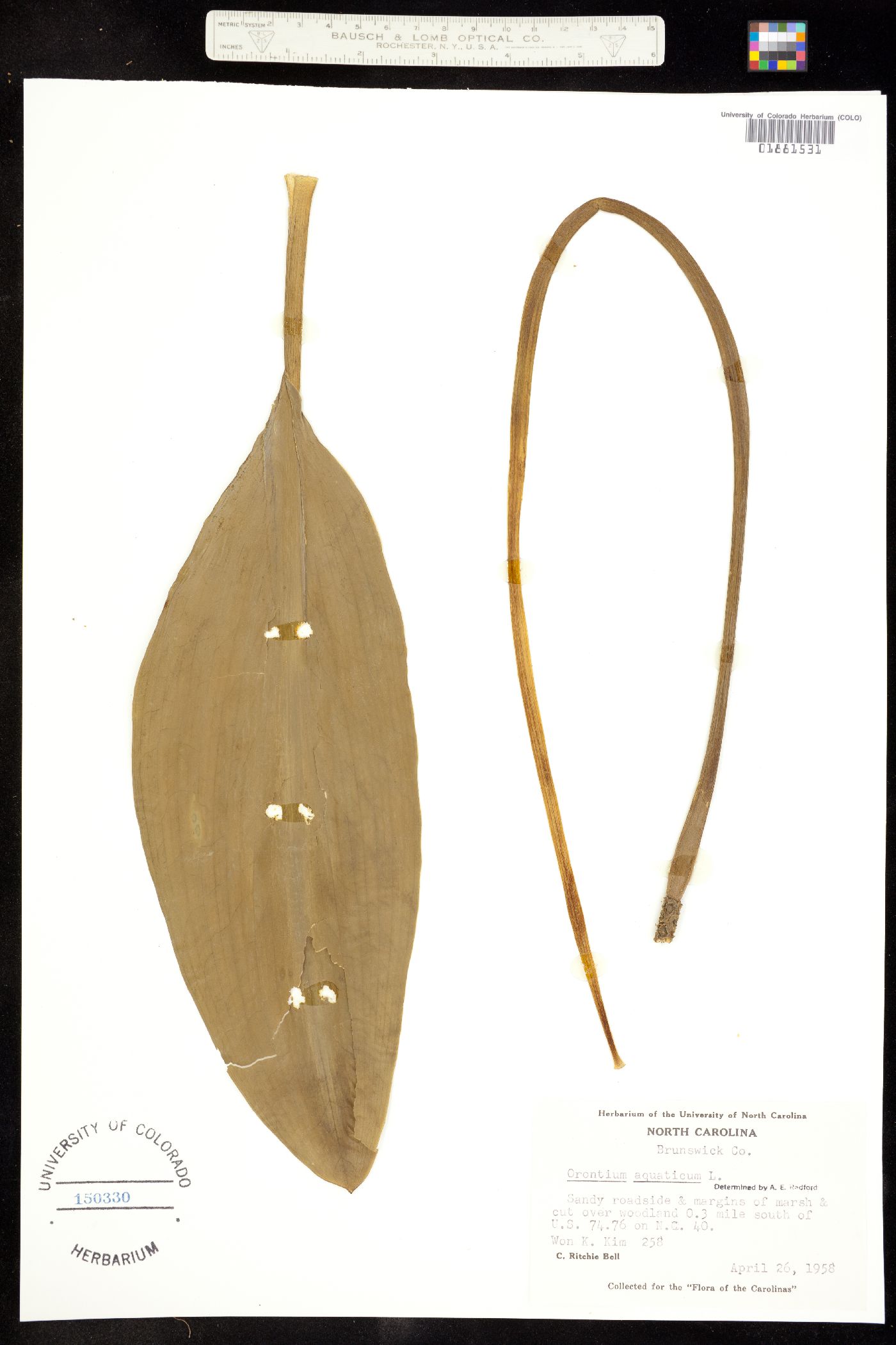 Orontium image