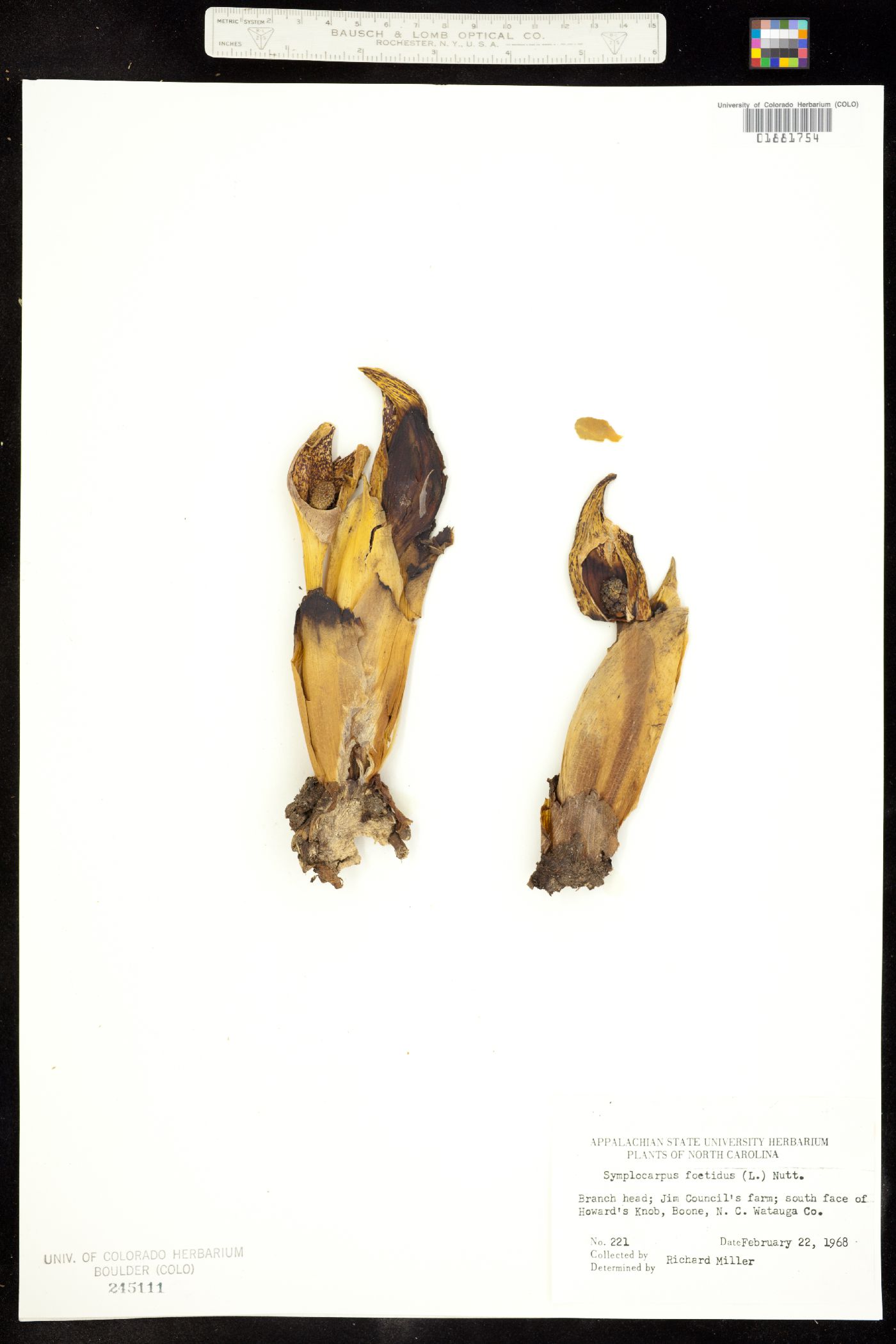 Symplocarpus image