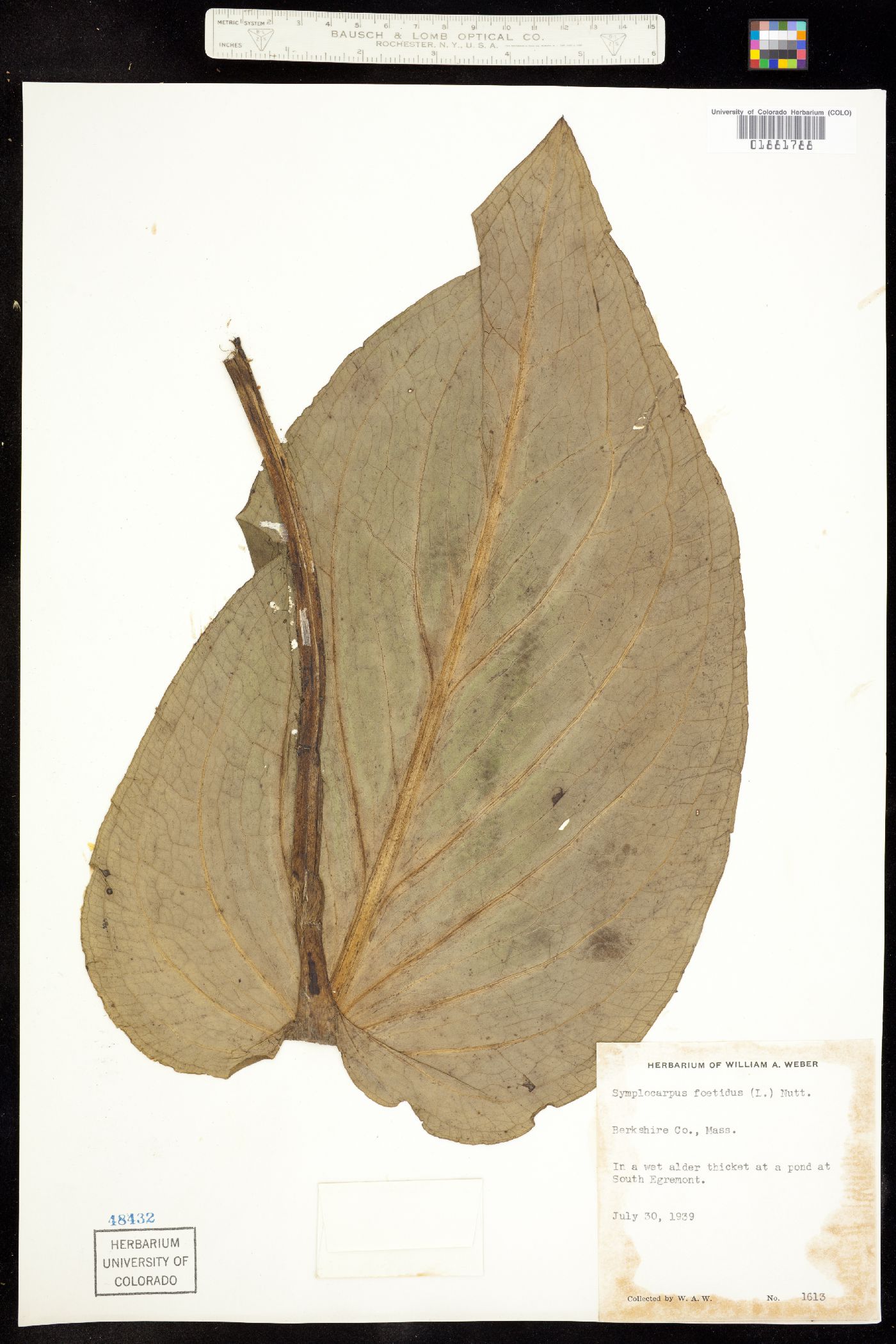 Symplocarpus image