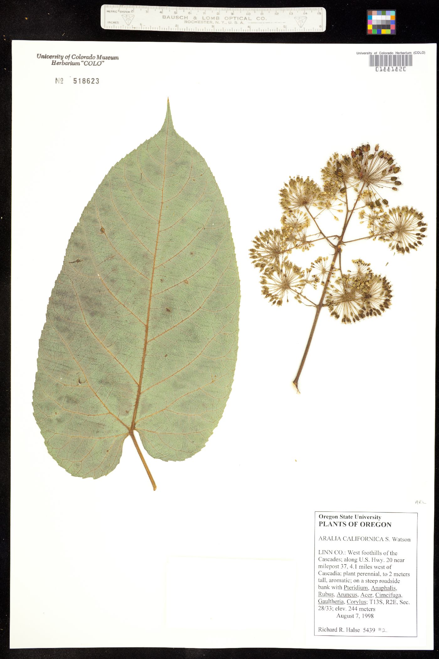 Aralia californica image