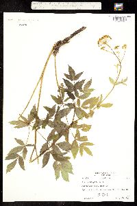 Aralia hispida image