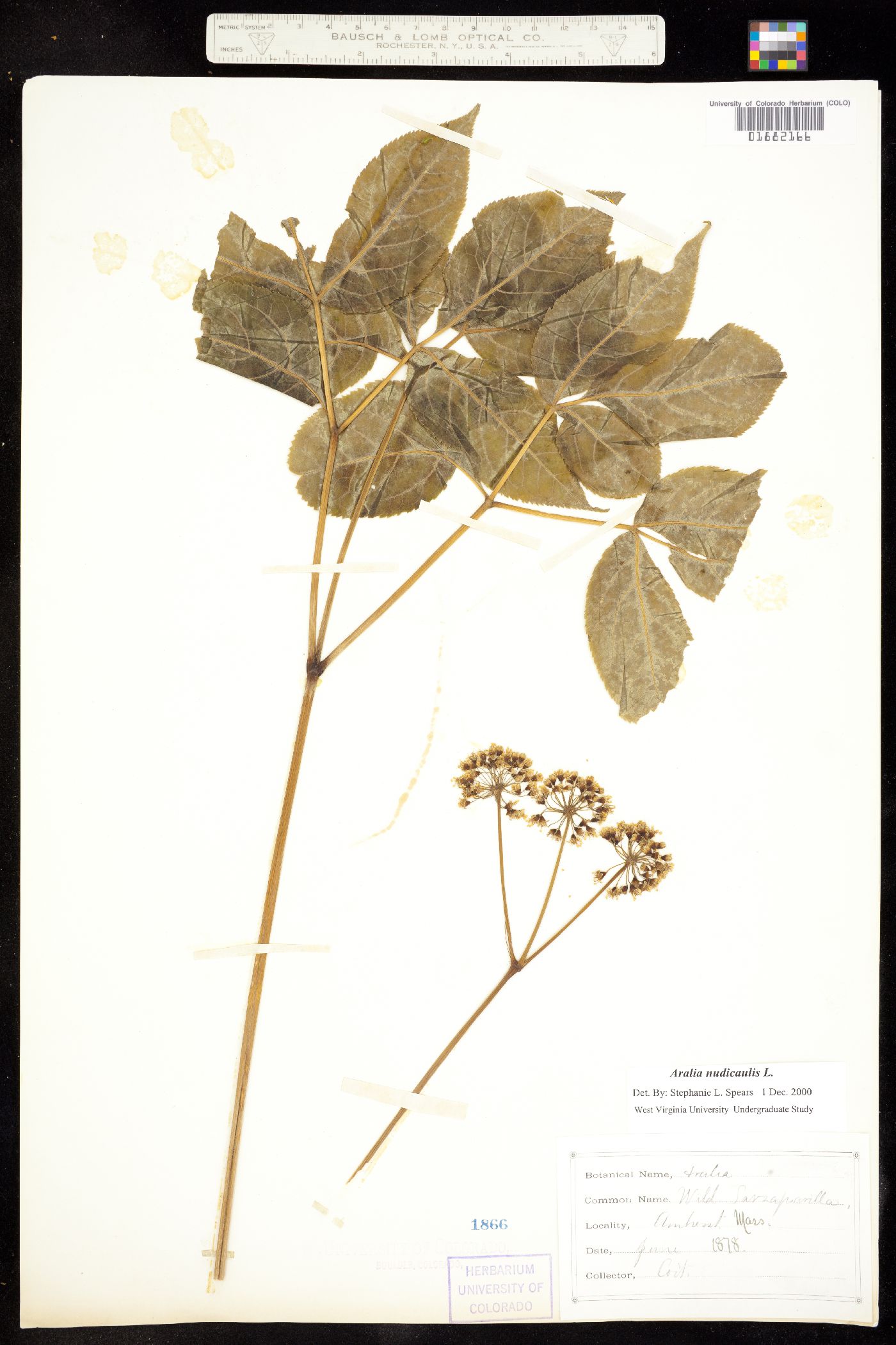 Aralia nudicaulis image