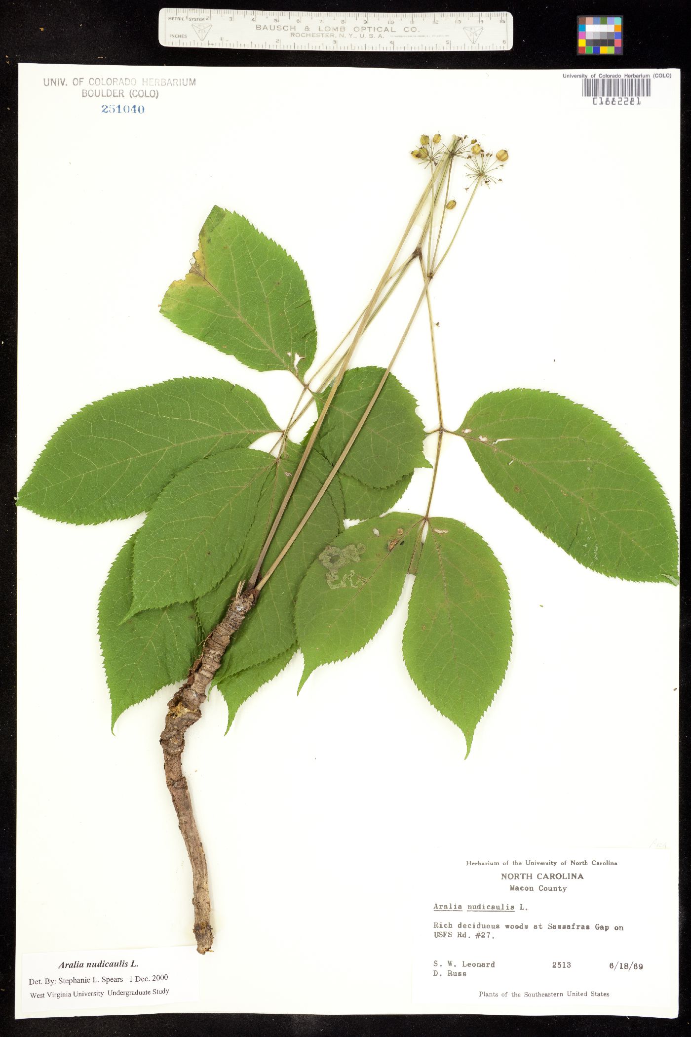 Aralia nudicaulis image