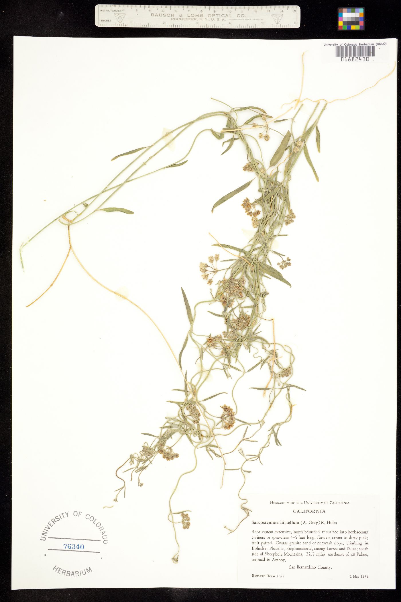 Funastrum hirtellum image