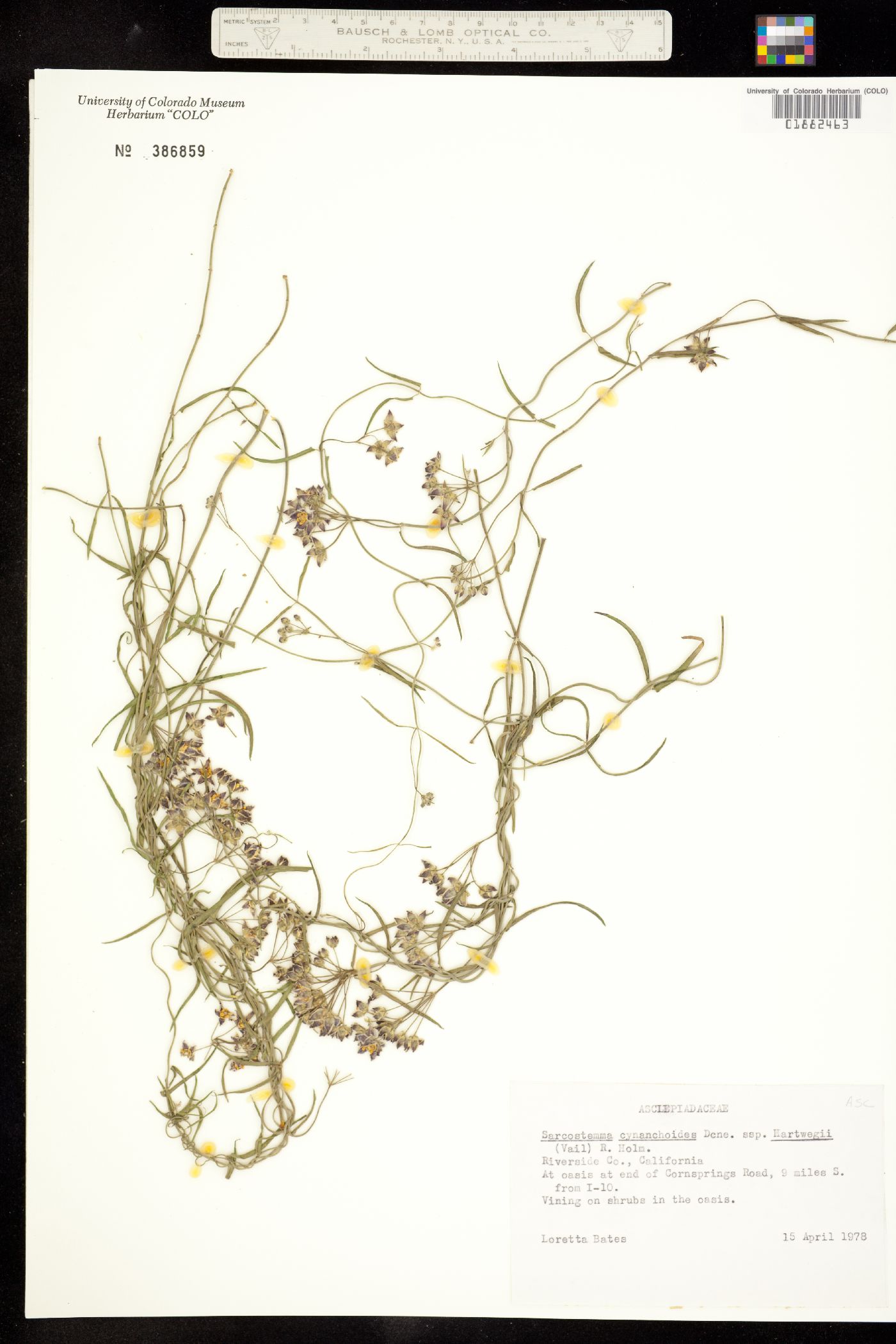 Funastrum cynanchoides image