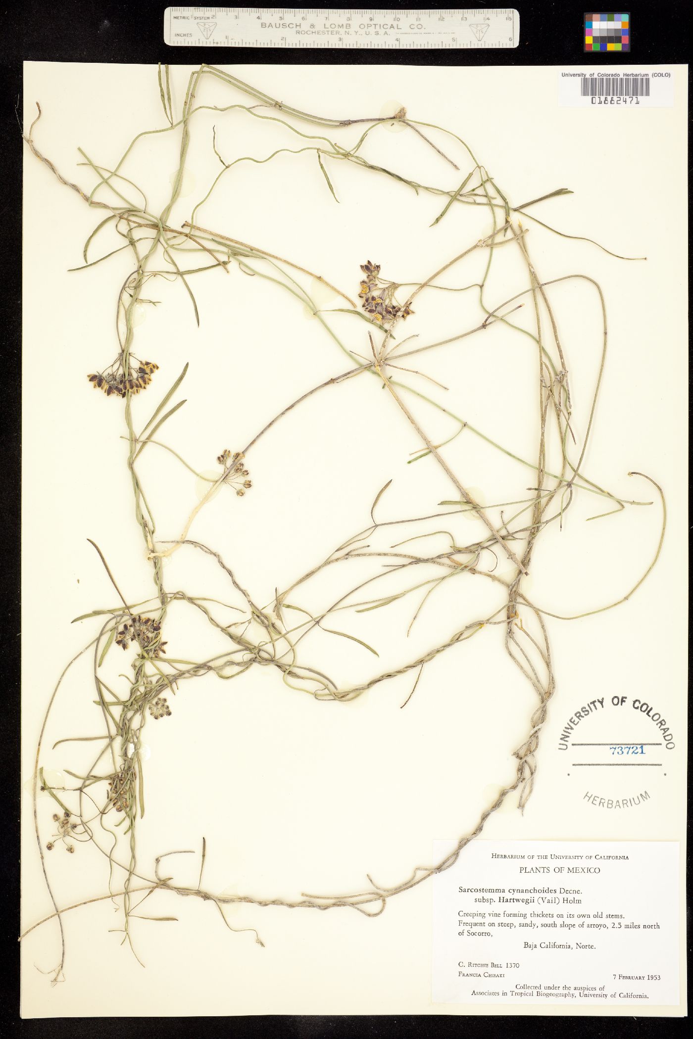 Funastrum cynanchoides image