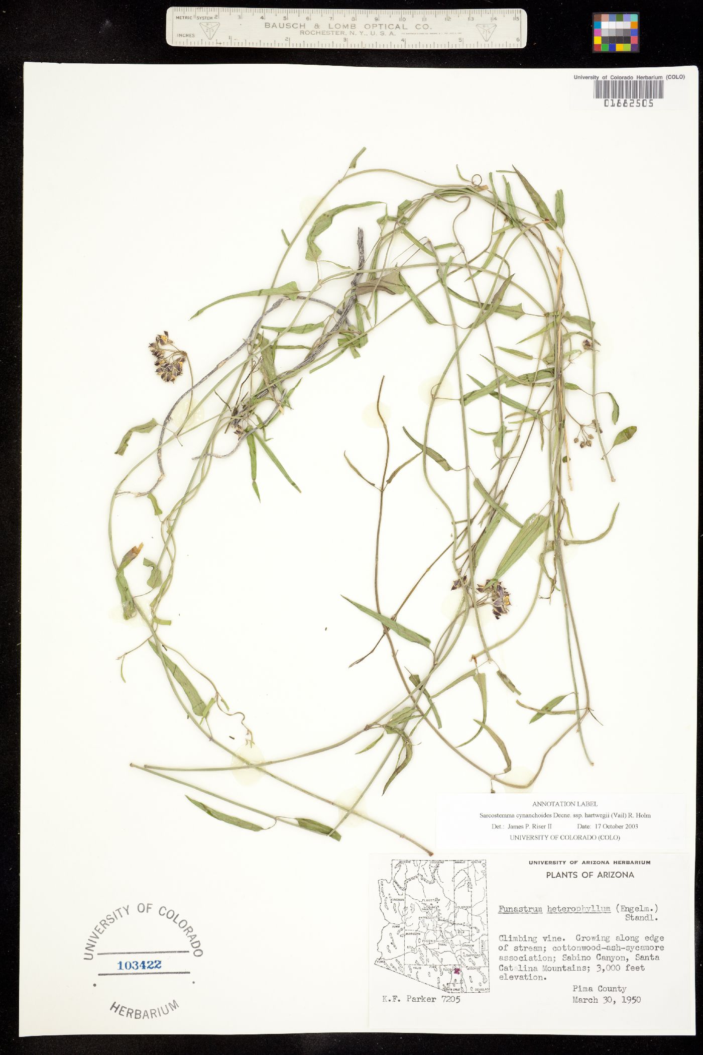Funastrum cynanchoides image