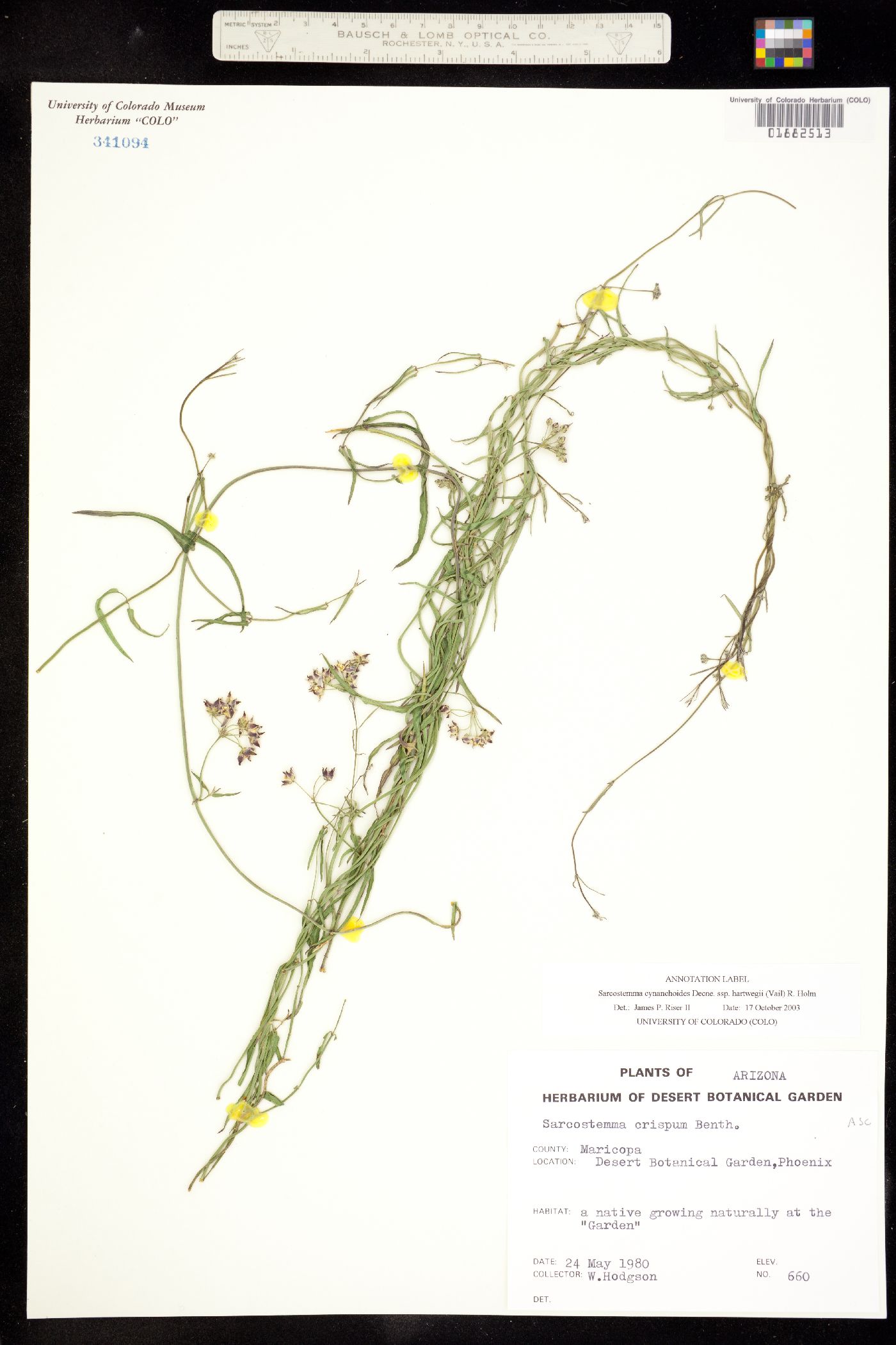 Funastrum cynanchoides image