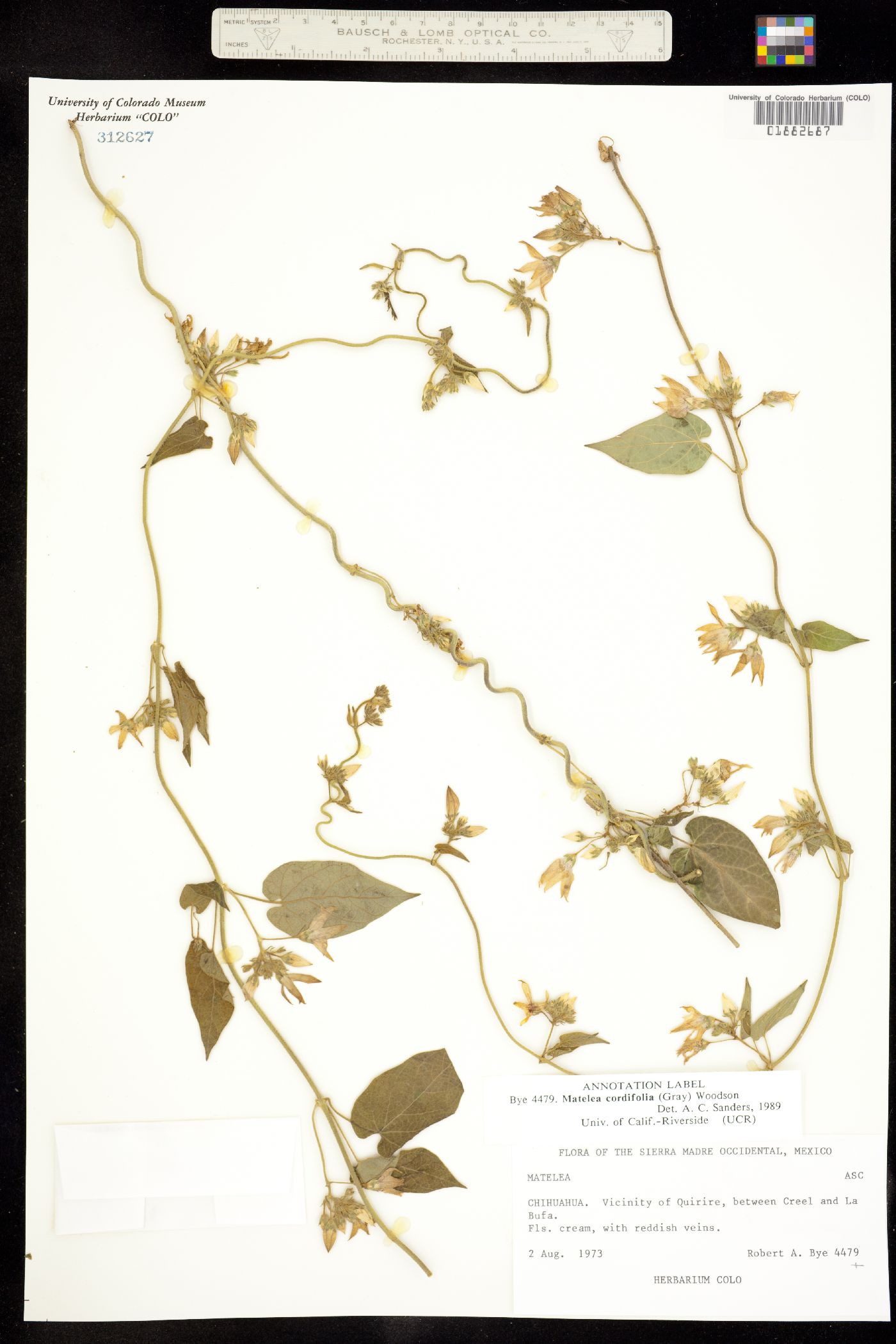 Matelea cordifolia image