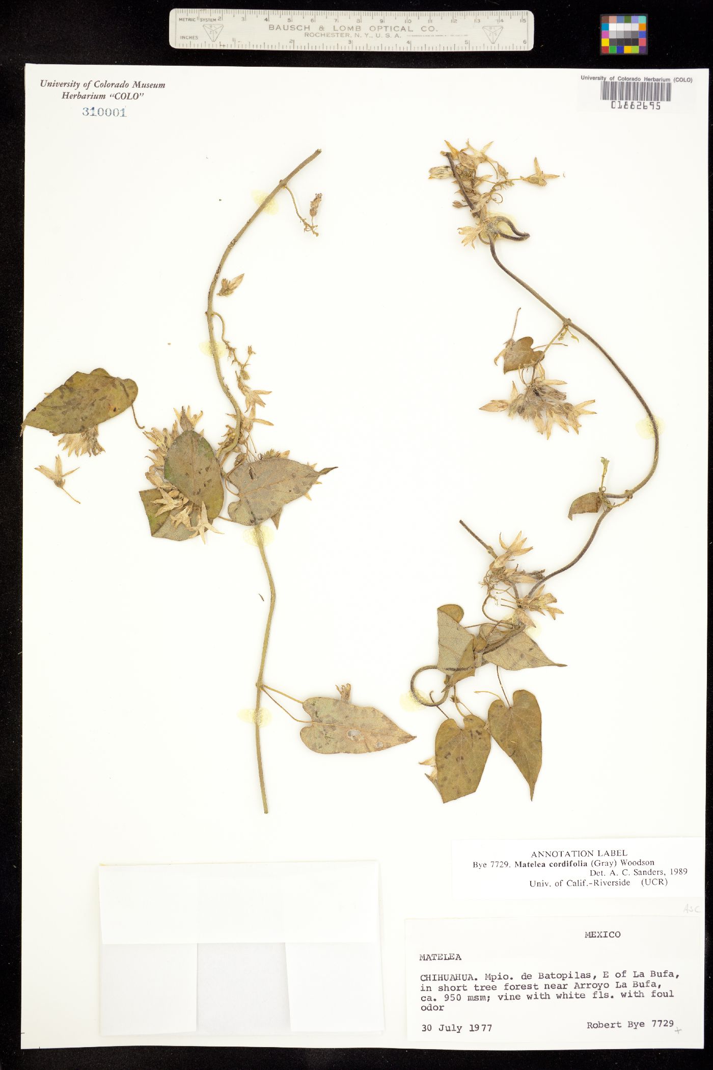 Matelea cordifolia image