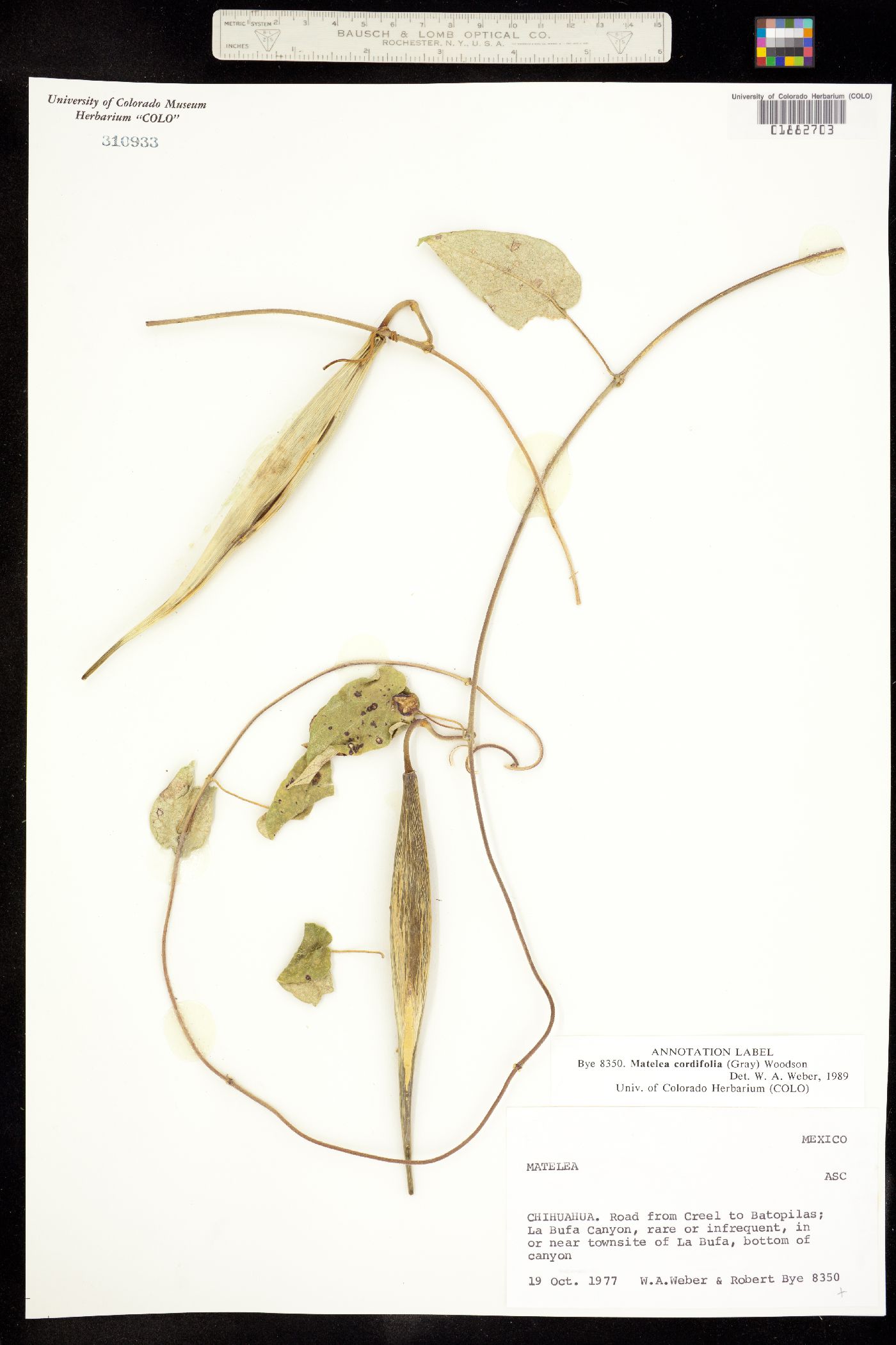 Matelea cordifolia image