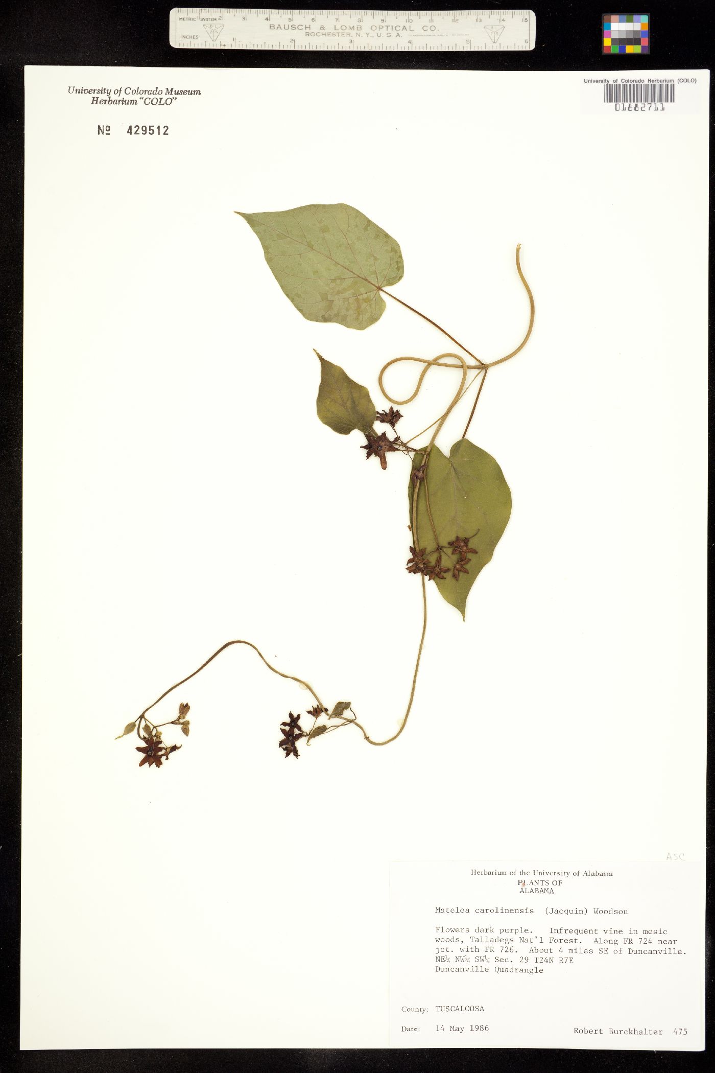 Matelea carolinensis image