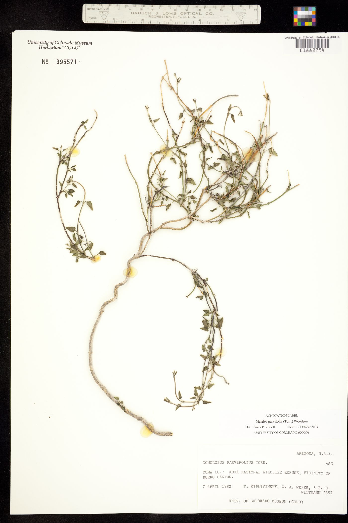 Matelea parviflora image